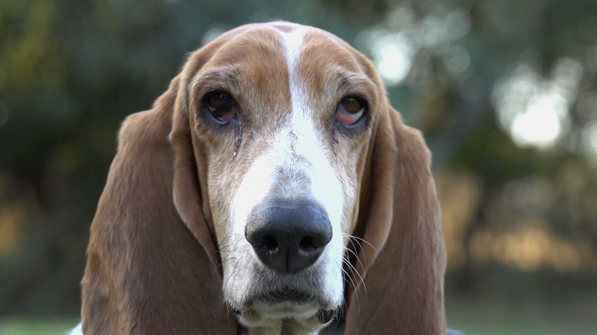 1920x1080 Close-up portrait of Basset hound with sad eyes Stock Video Footage -  VideoBlocks