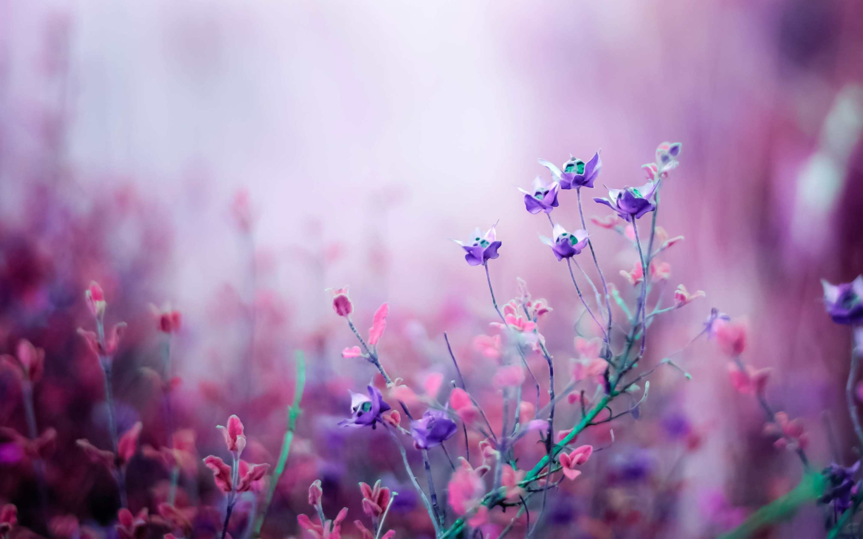 2880x1800 A field of purple flowers in the mist