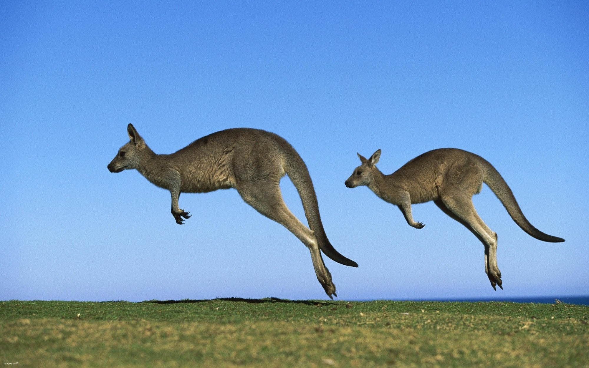 Kangaroo Desktop Wallpaper Discover more African Animal Australia Grey Kangaroo  wallpaper httpswwwkolpaper  Kangaroo Kangaroo island Australia  wall art
