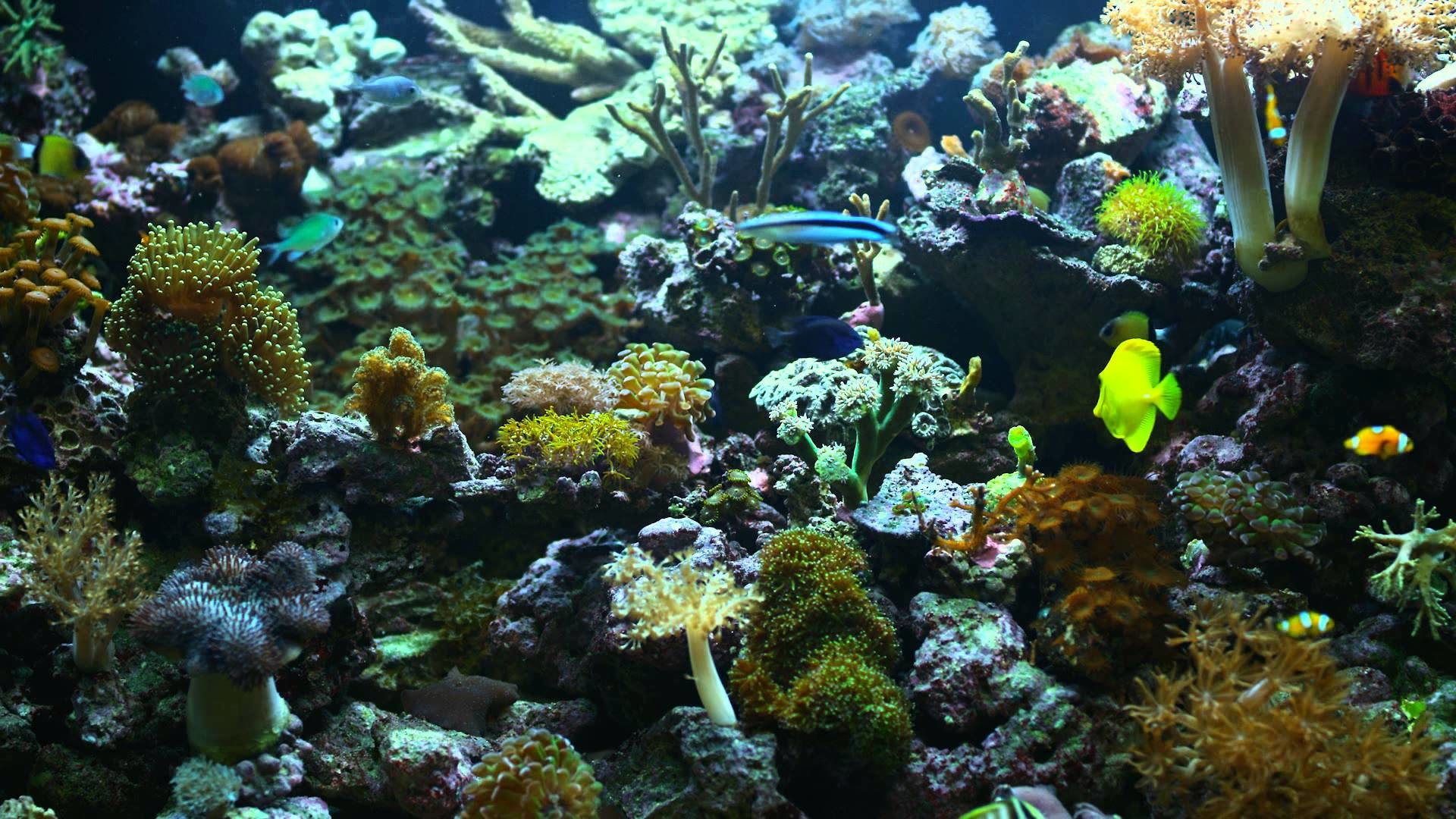 1920x1080 Full Size of Fish Tank Aquarium 4kull Hd Trailer The Tropical Reef  Experience Wideish Tanksor Salewide ...