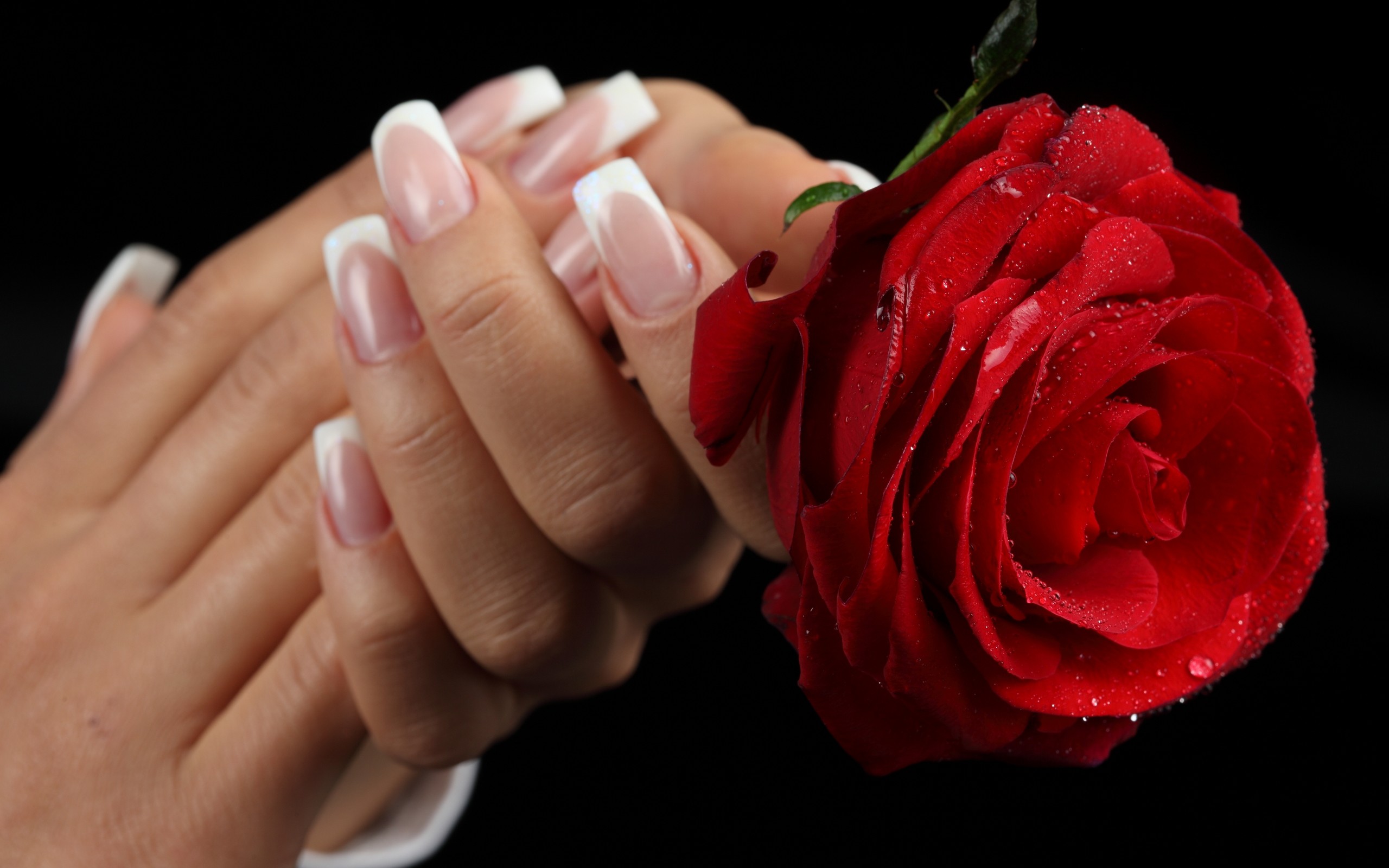 2560x1600 top-red-flower-rose-in-hand-free-wallpaper-