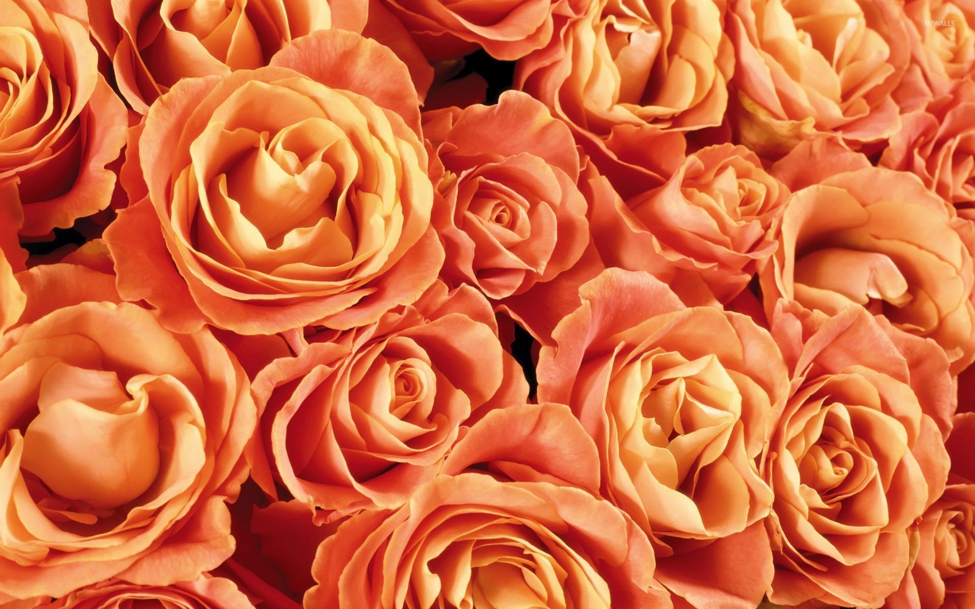 1920x1200 Orange roses wallpaper  jpg