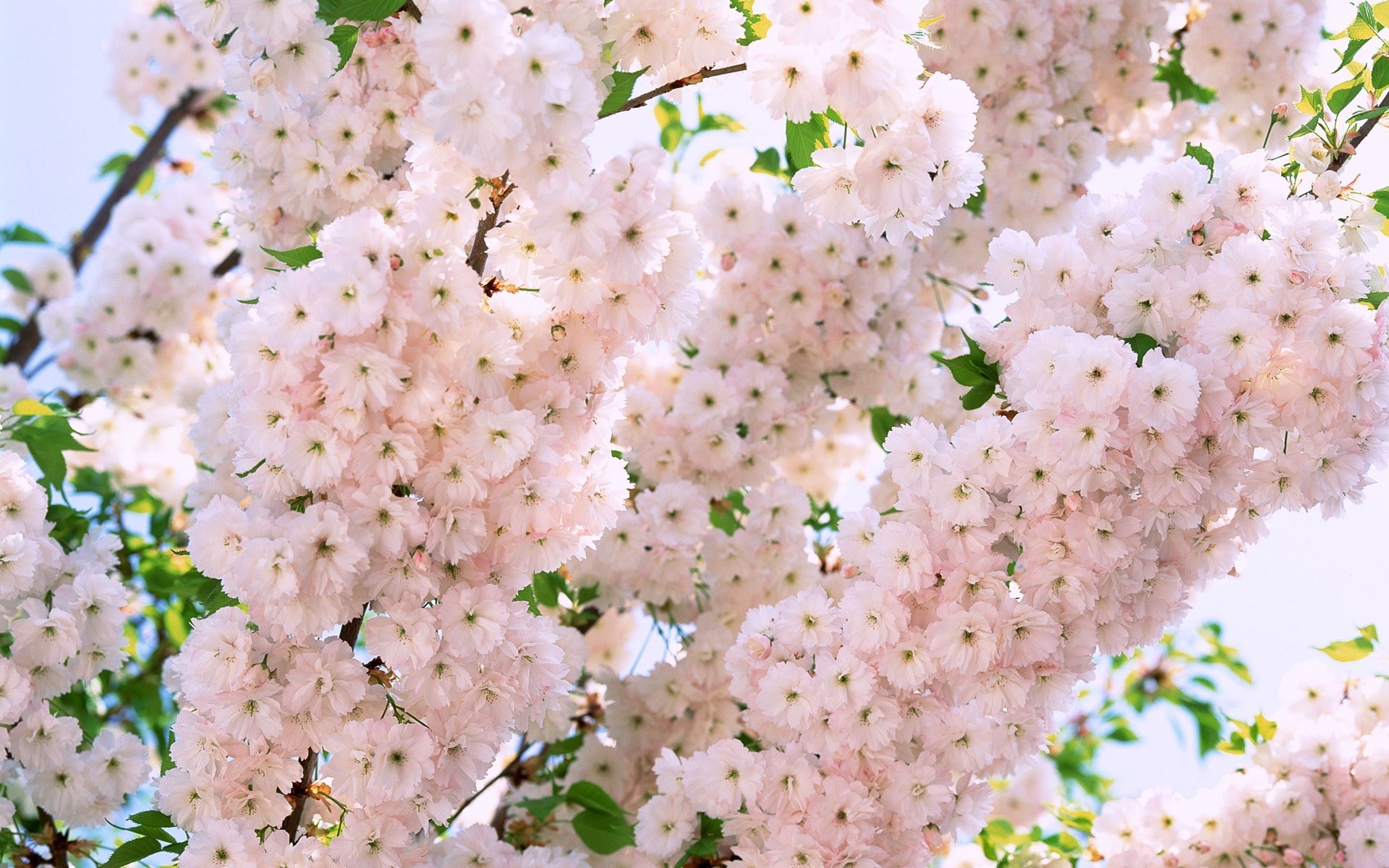 1920x1200 pink flower background tumblr 6