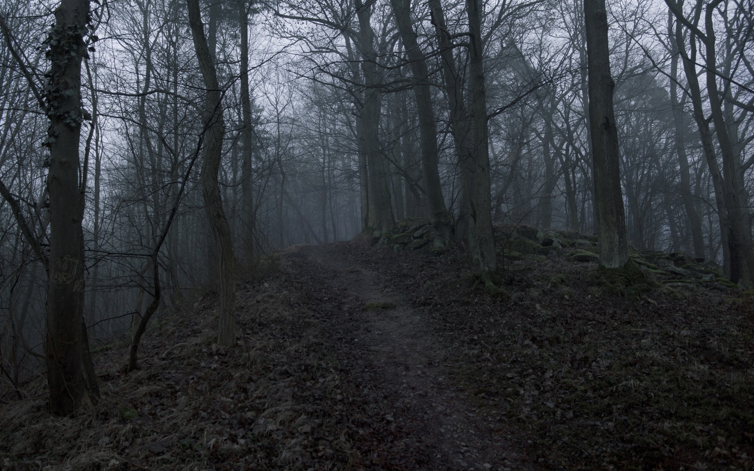 2560x1600 Dark Forest Path