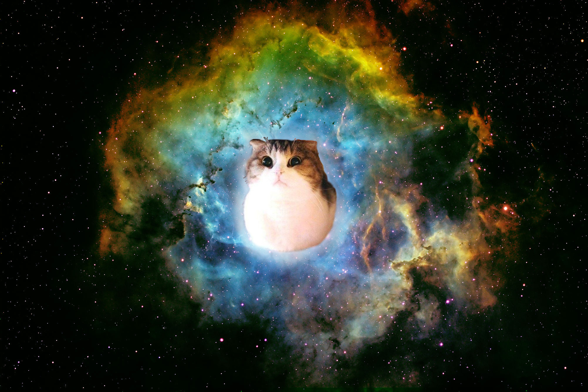 Cat In Space Wallpaper  1032x774  ID23458  Cats Space cat Funny cute  cats
