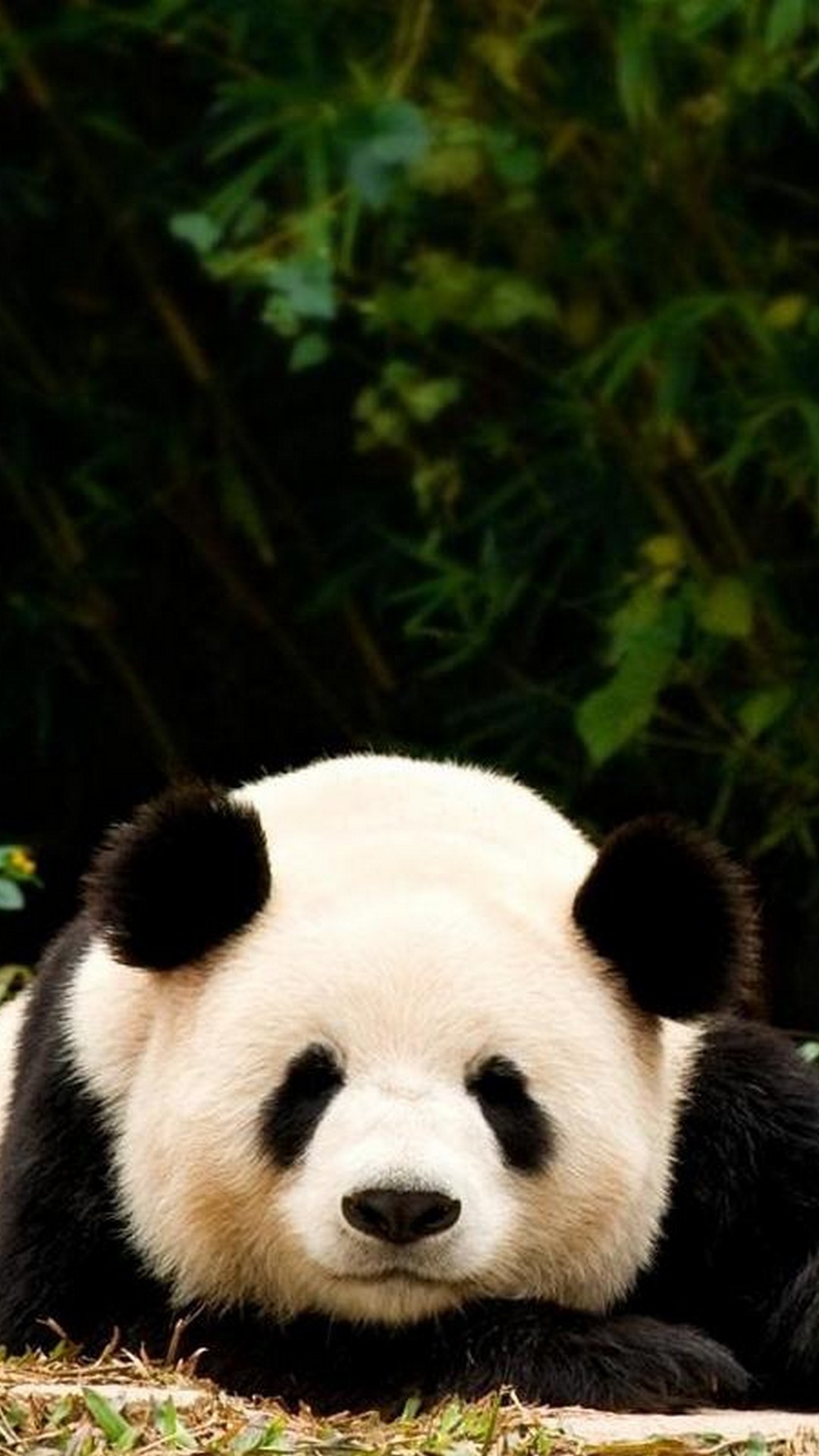 1080x1920 iPhone 7 Panda Wallpaper resolution 