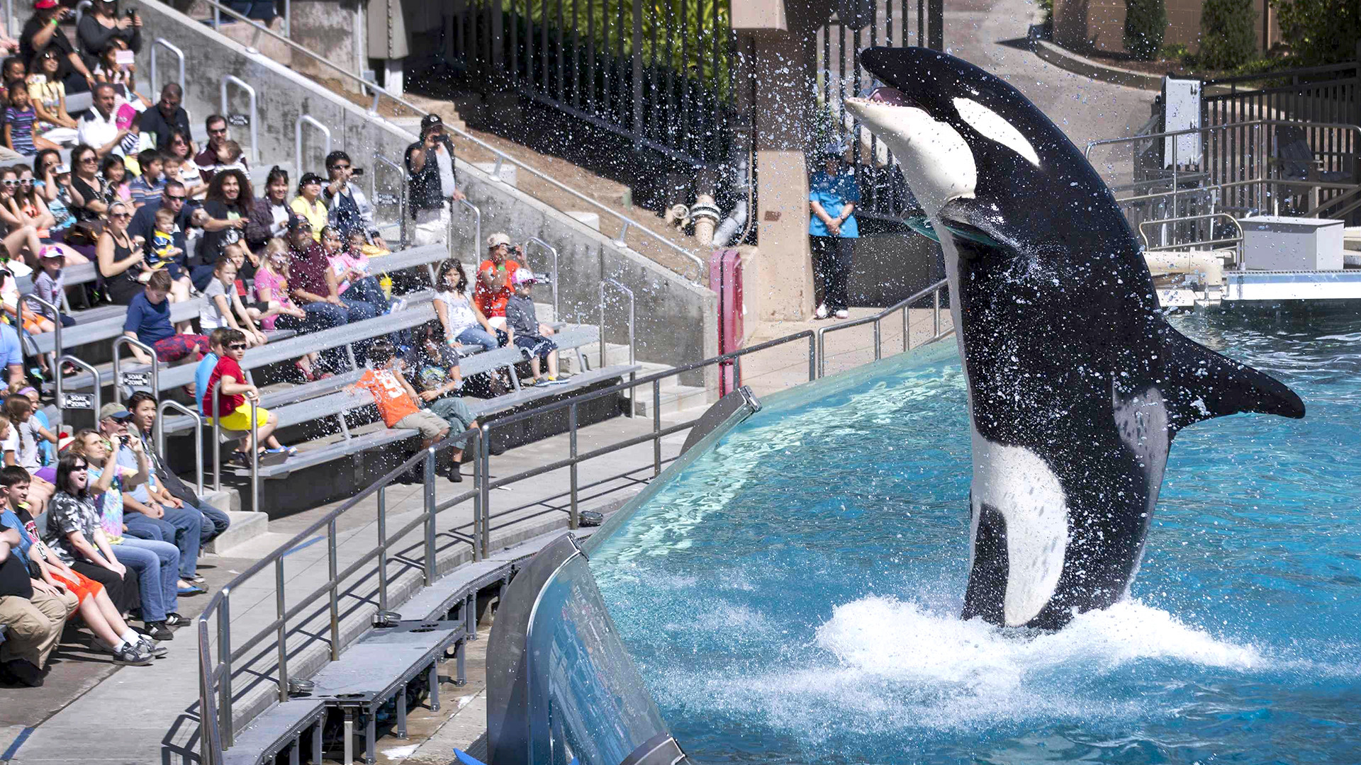 1920x1080 SeaWorld San Diego ends killer whale show — but the whales aren't going  anywhere - TODAY.com