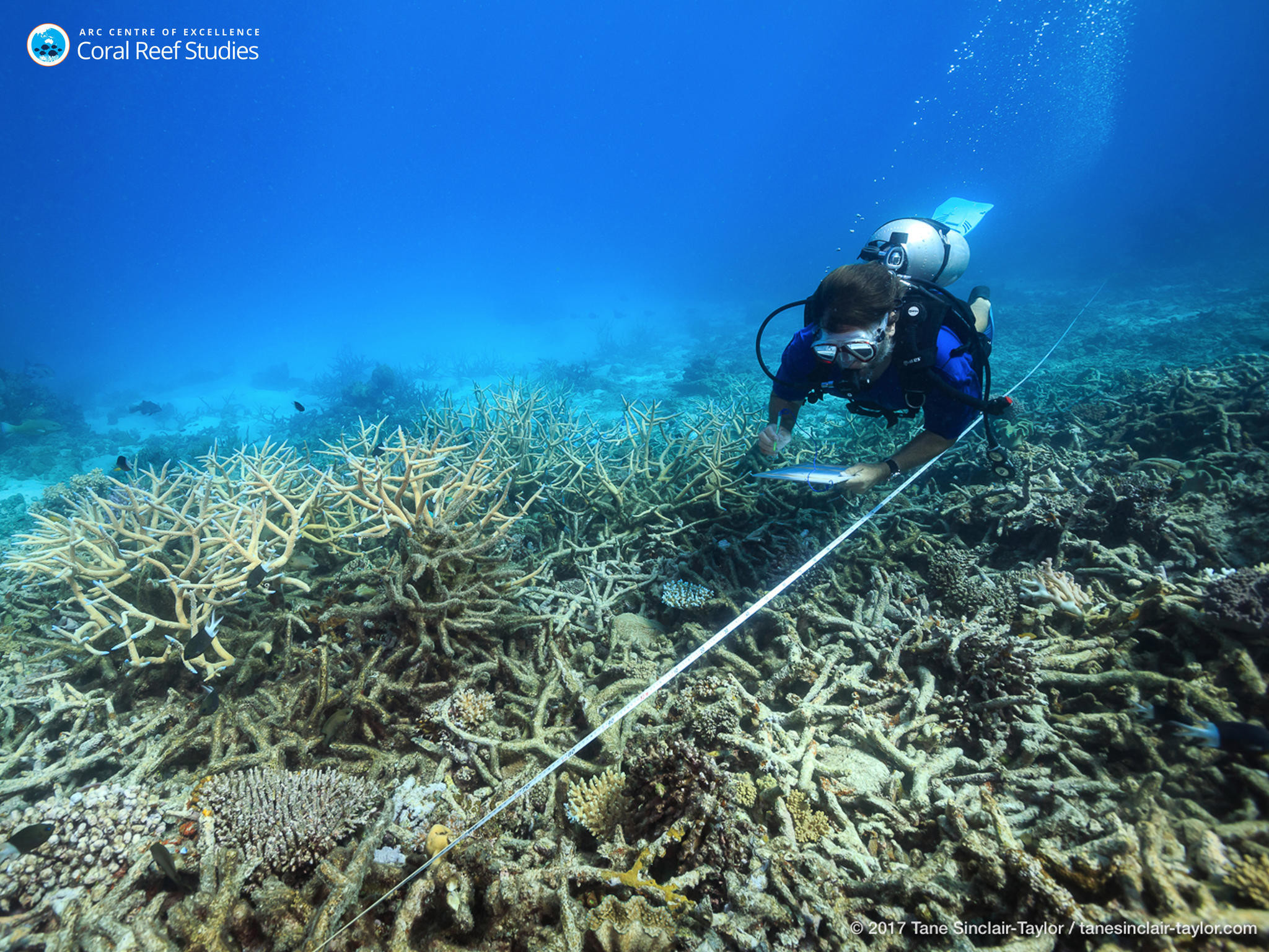 2048x1536 Korallen am Great Barrier Reef sind bereits in groÃen Teilen tot | STERN.de