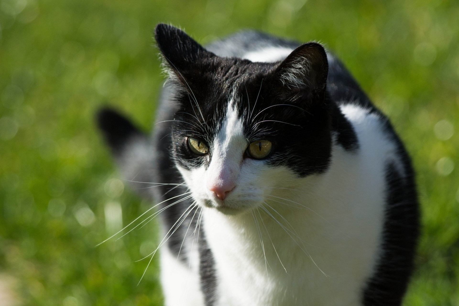 1920x1280 cat cat black and white face snout mustache summer sun light
