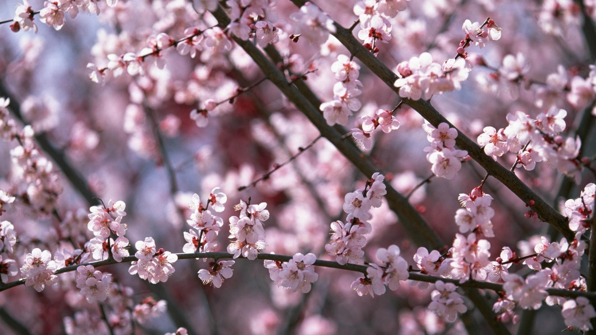 1920x1080  cherry blossom wallpaper for desktop background