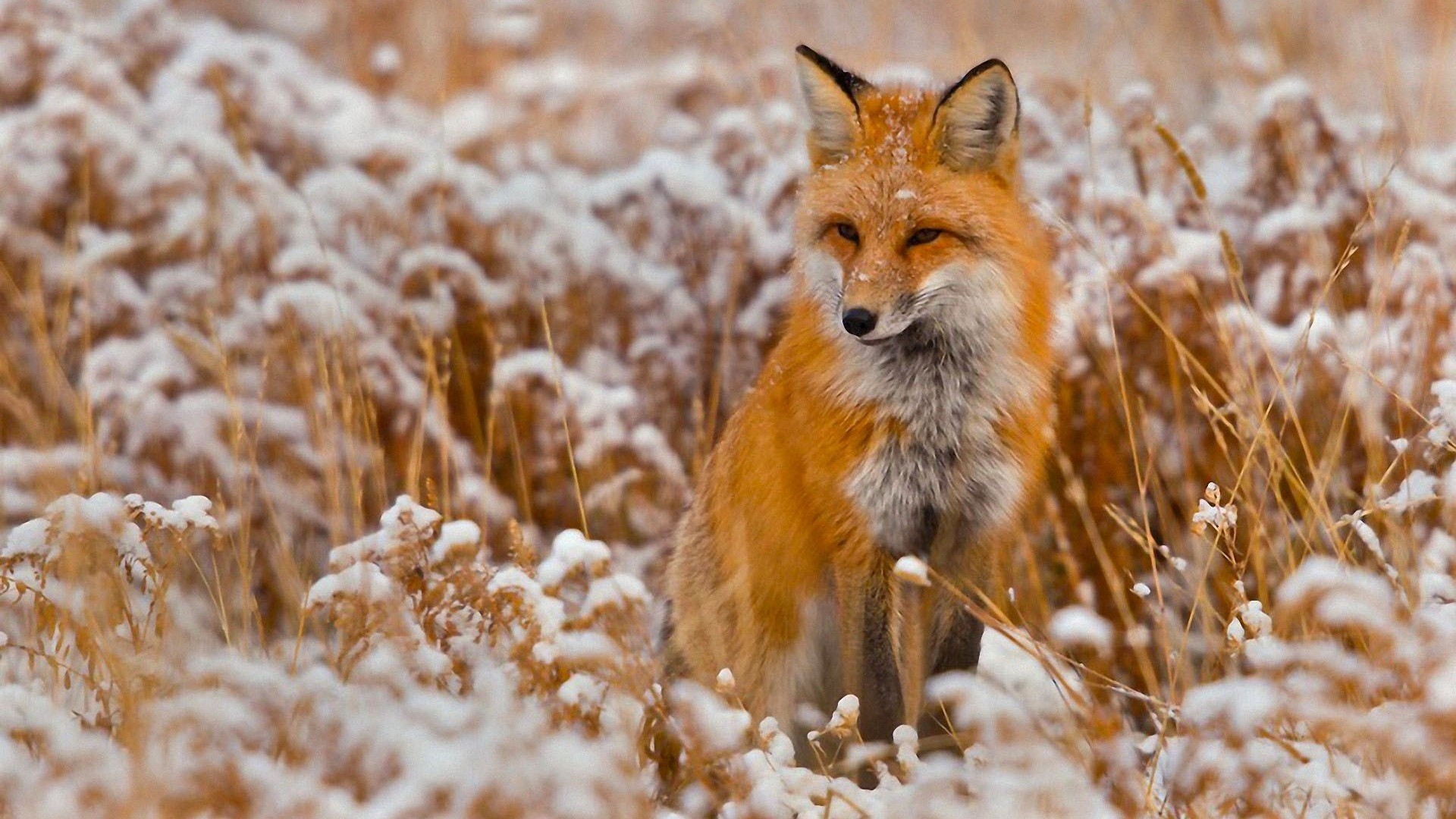 1920x1080  Wallpaper fox, grass, snow, sit, hunting