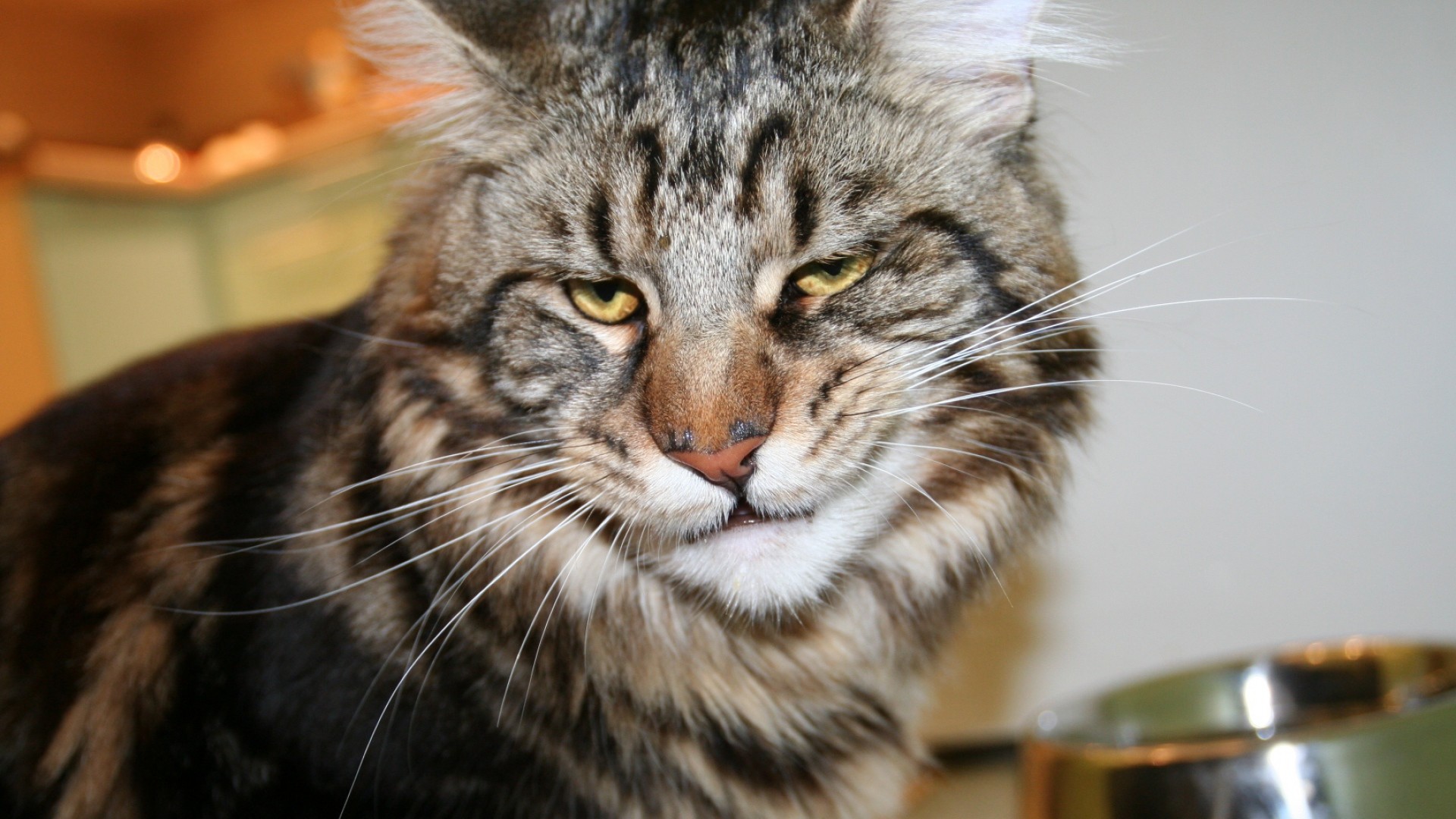 1920x1080  Wallpaper cat, maine coon, face, frustration