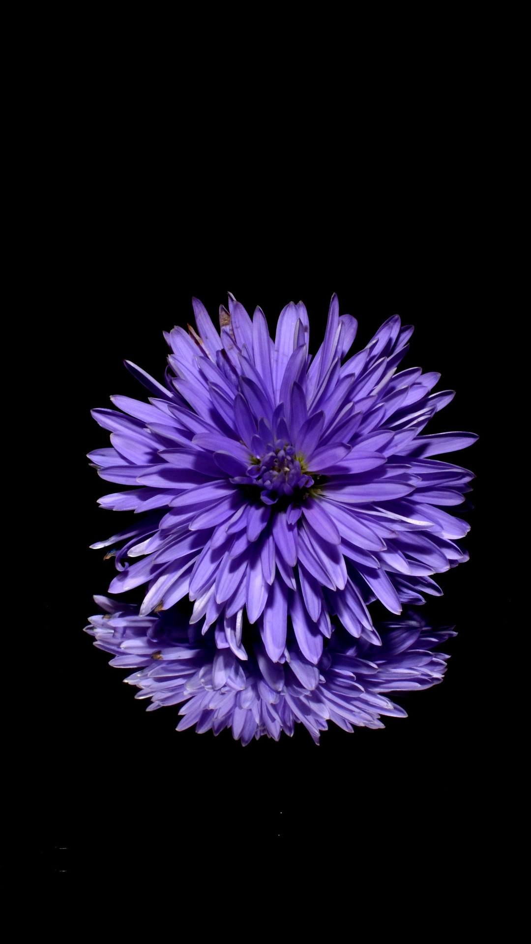 1080x1920 blossom-purple-flower-black-background-reflection-7r.jpg