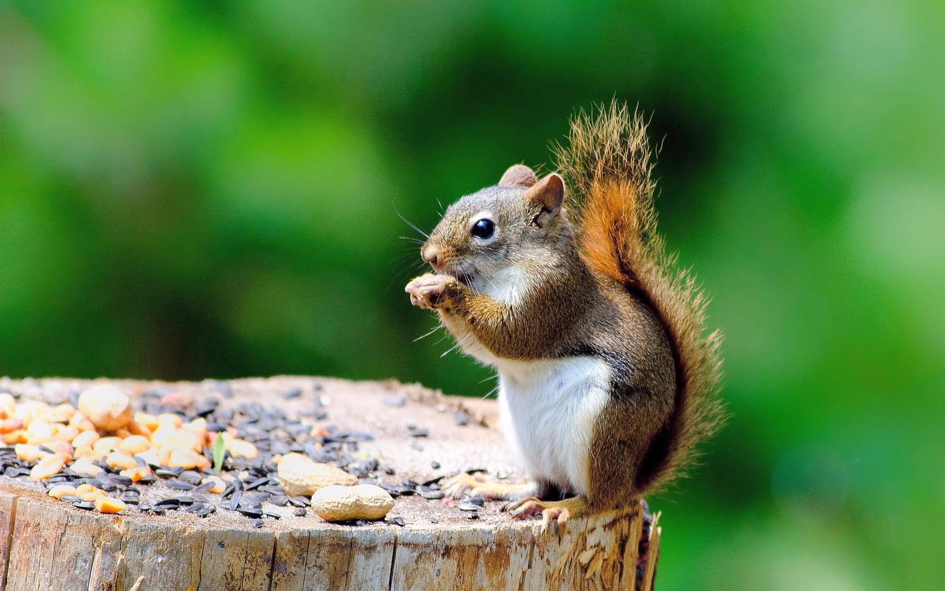 1920x1200 Squirrel Wallpapers | HD Wallpapers 667 Squirrel HD Wallpapers | Backgrounds  - Wallpaper Abyss ...