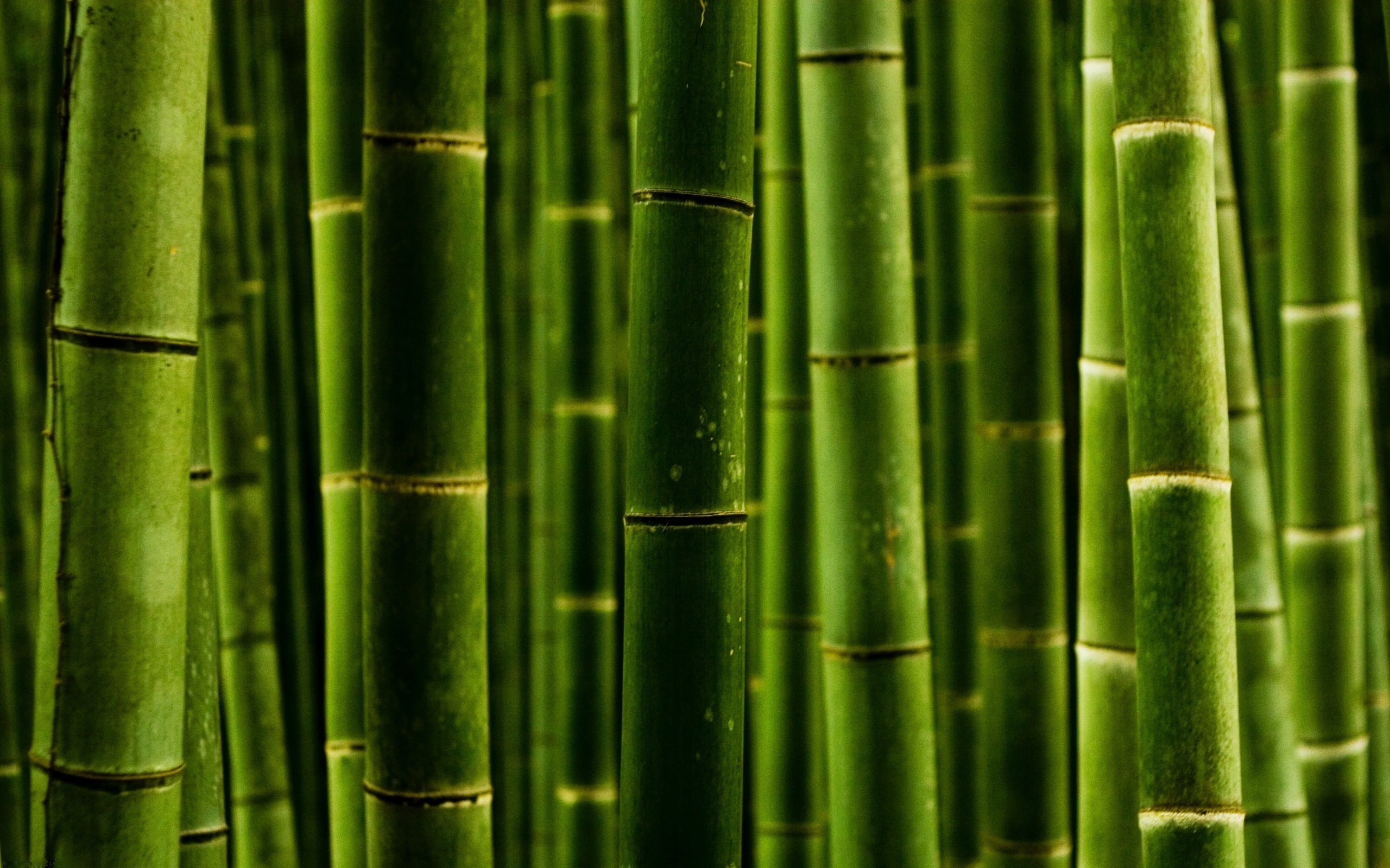 2560x1600 Bamboo