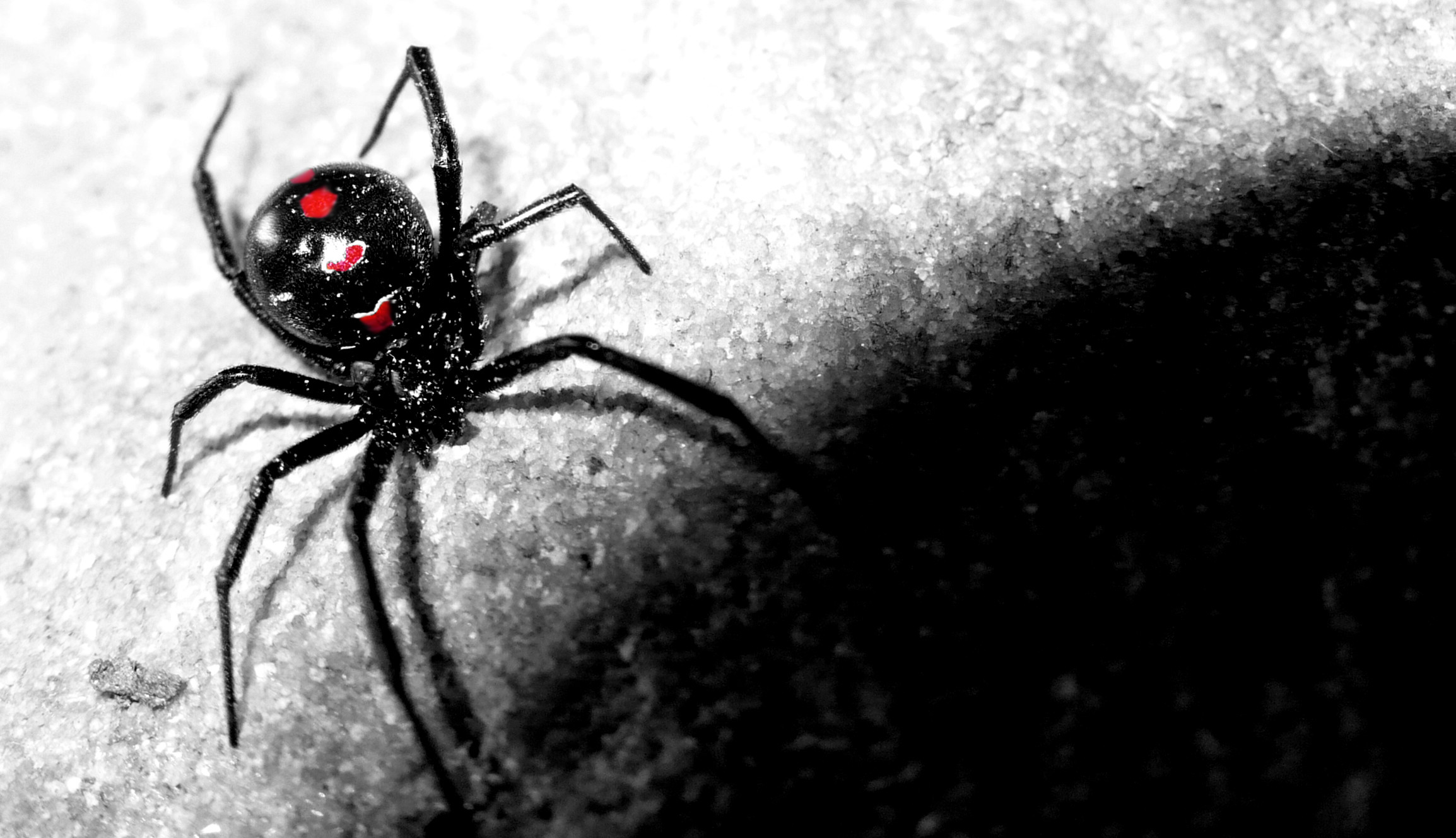 2308x1328 Black Widow Spider