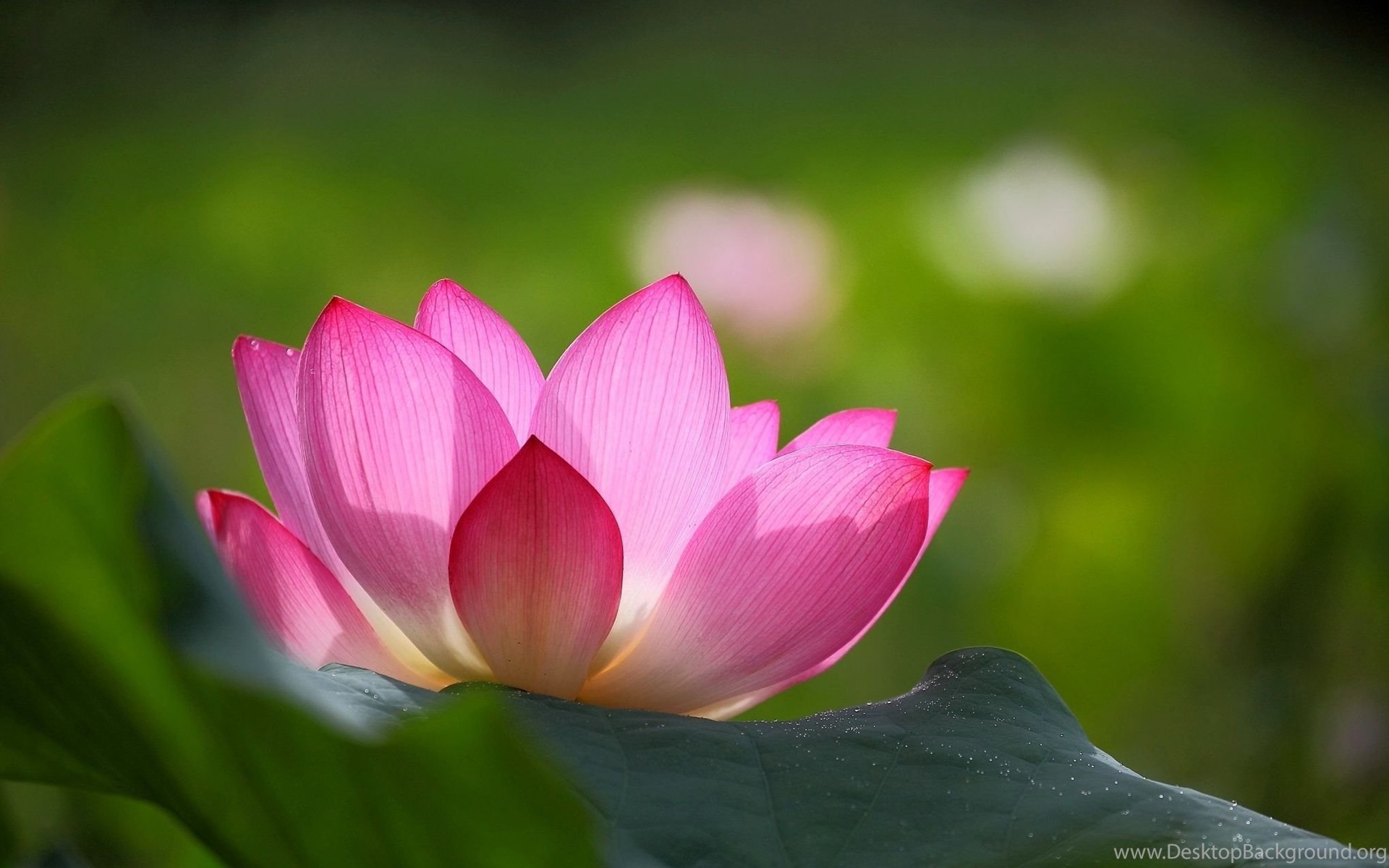 lotus flower desktop background