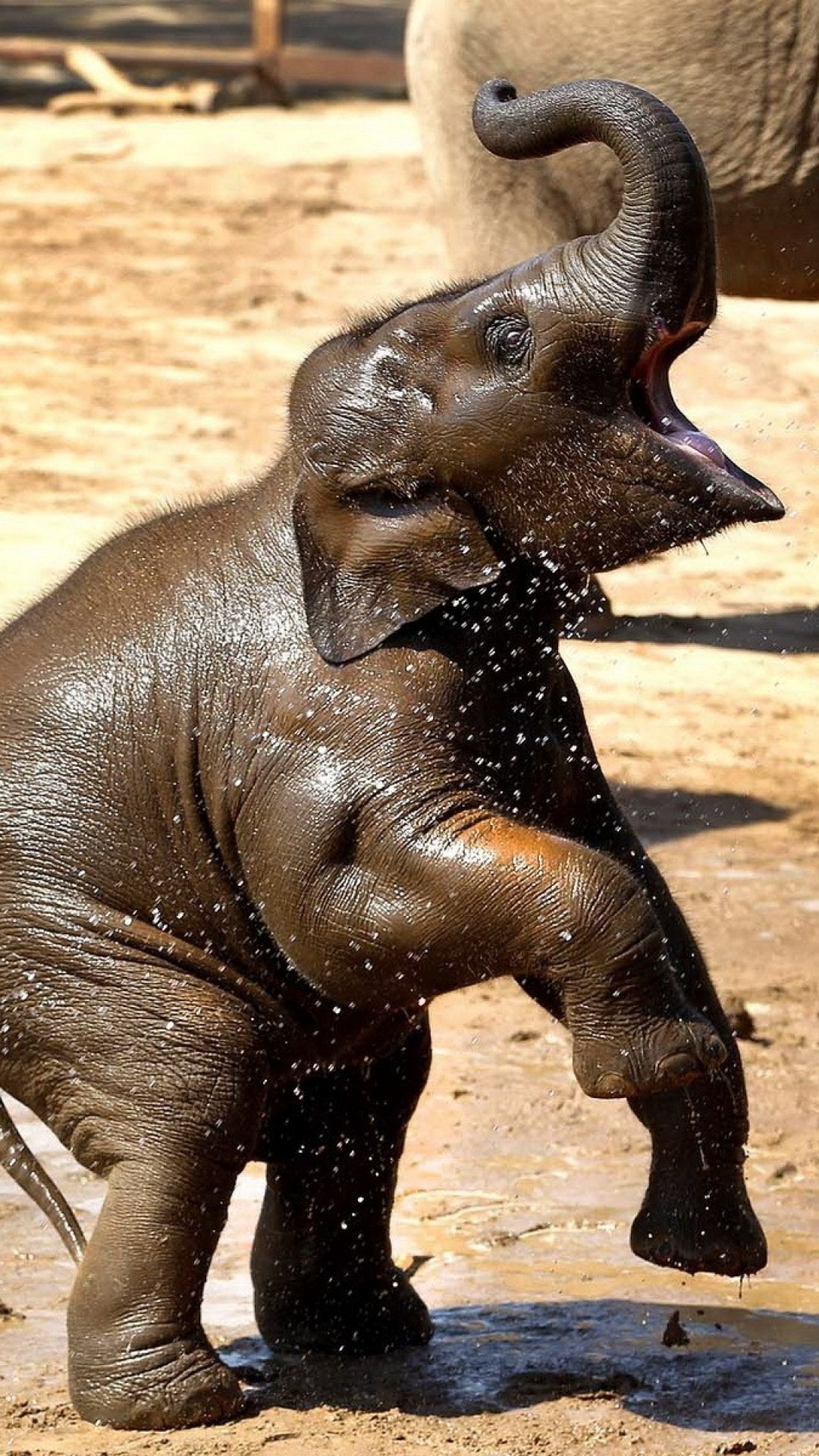 1080x1920 Elephants, Baby, Water Splashing