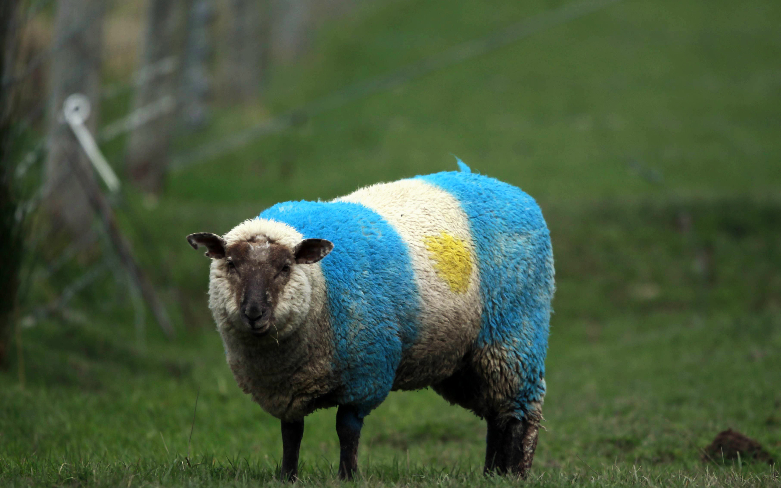 2560x1600 Funny Animals, Argentina, Flag, Sheep, Flag Of Argentina, Sheep Argentina  Flag