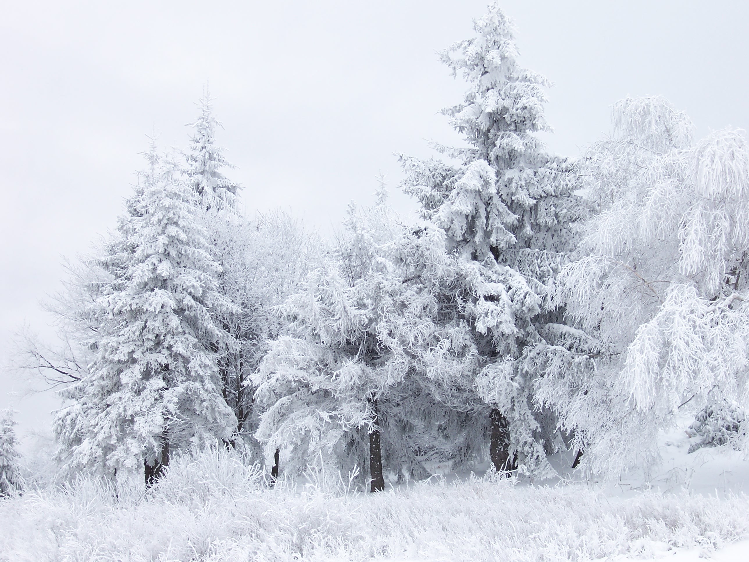 2576x1932 15 best let it snow images on Pinterest | Snow scenes, Winter scenes and  Winter snow