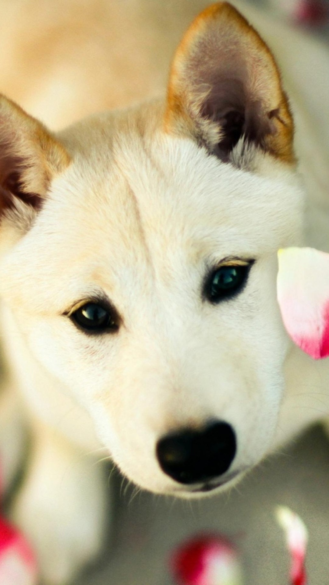 1080x1920 Cute Dog Pink Petals iPhone 6 Plus HD Wallpaper ...