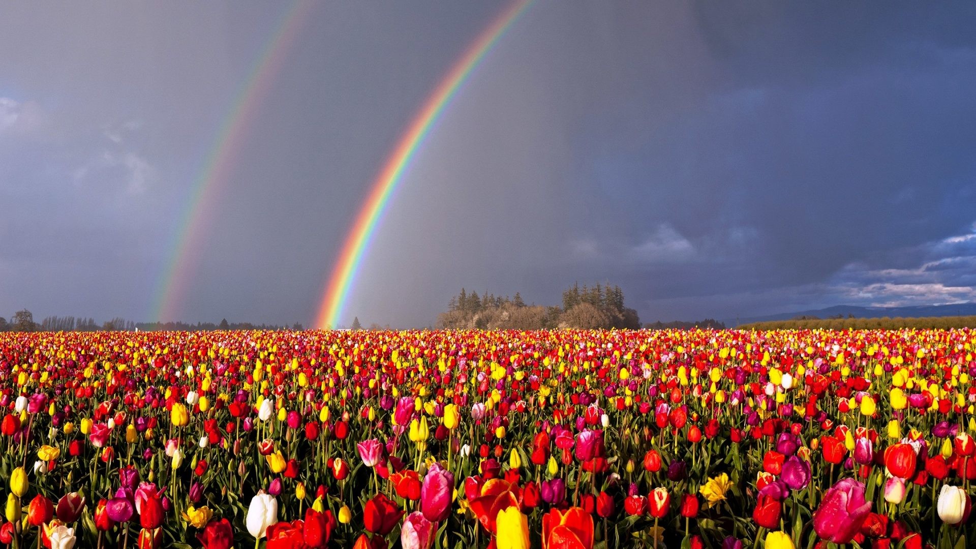 Красивое поле цветов фото