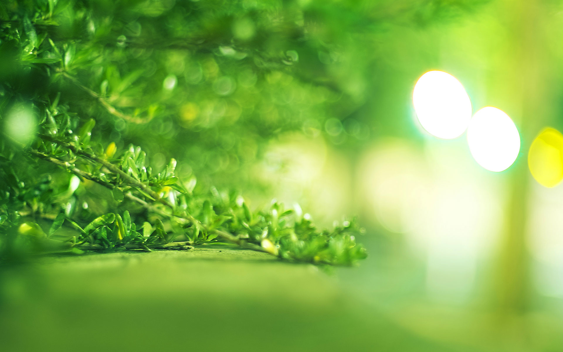 1920x1200 Wallpapers-Bright-Green-Herbs