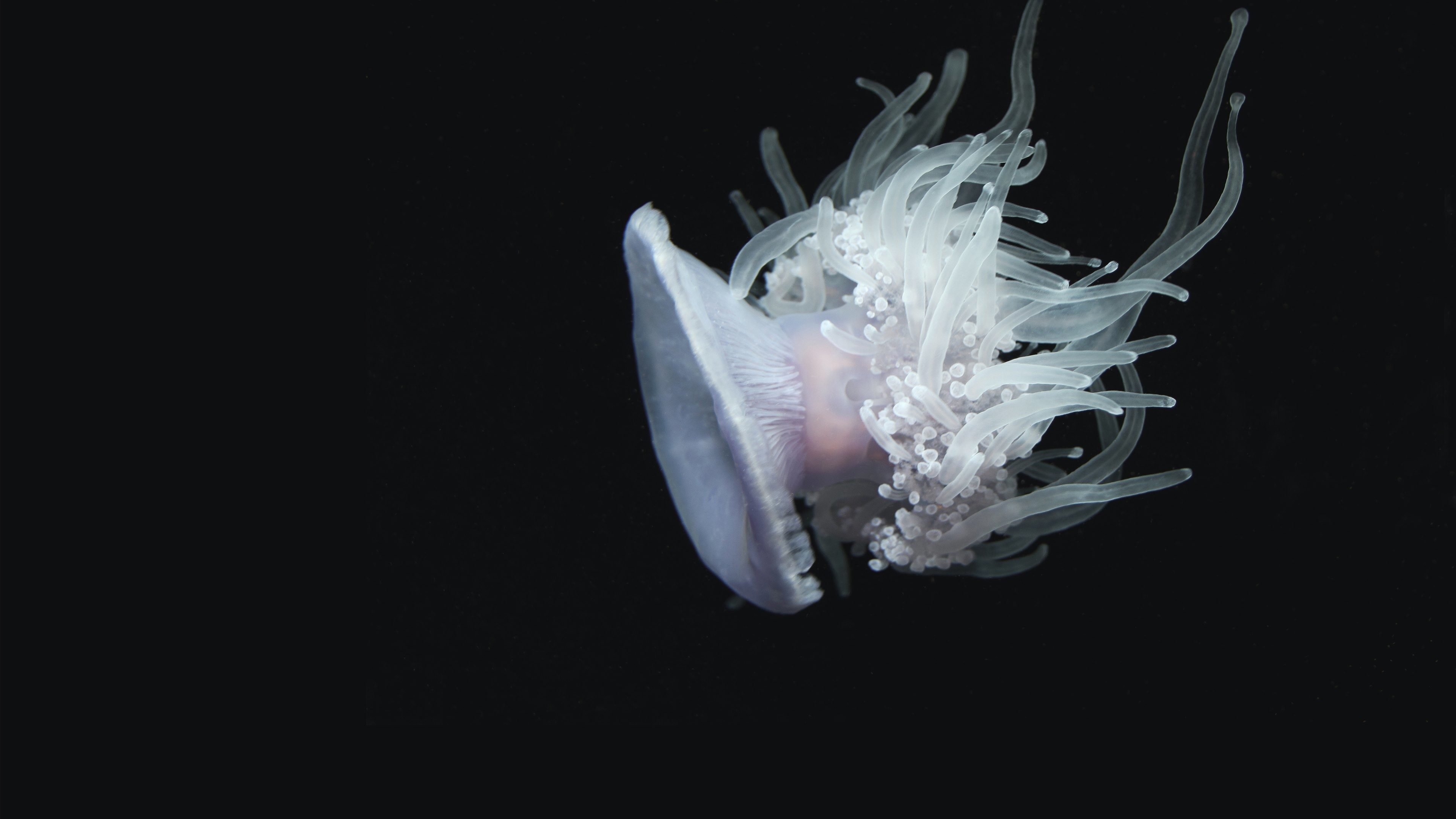 3840x2160 4K HD Wallpaper: Minimalistic Jellyfish