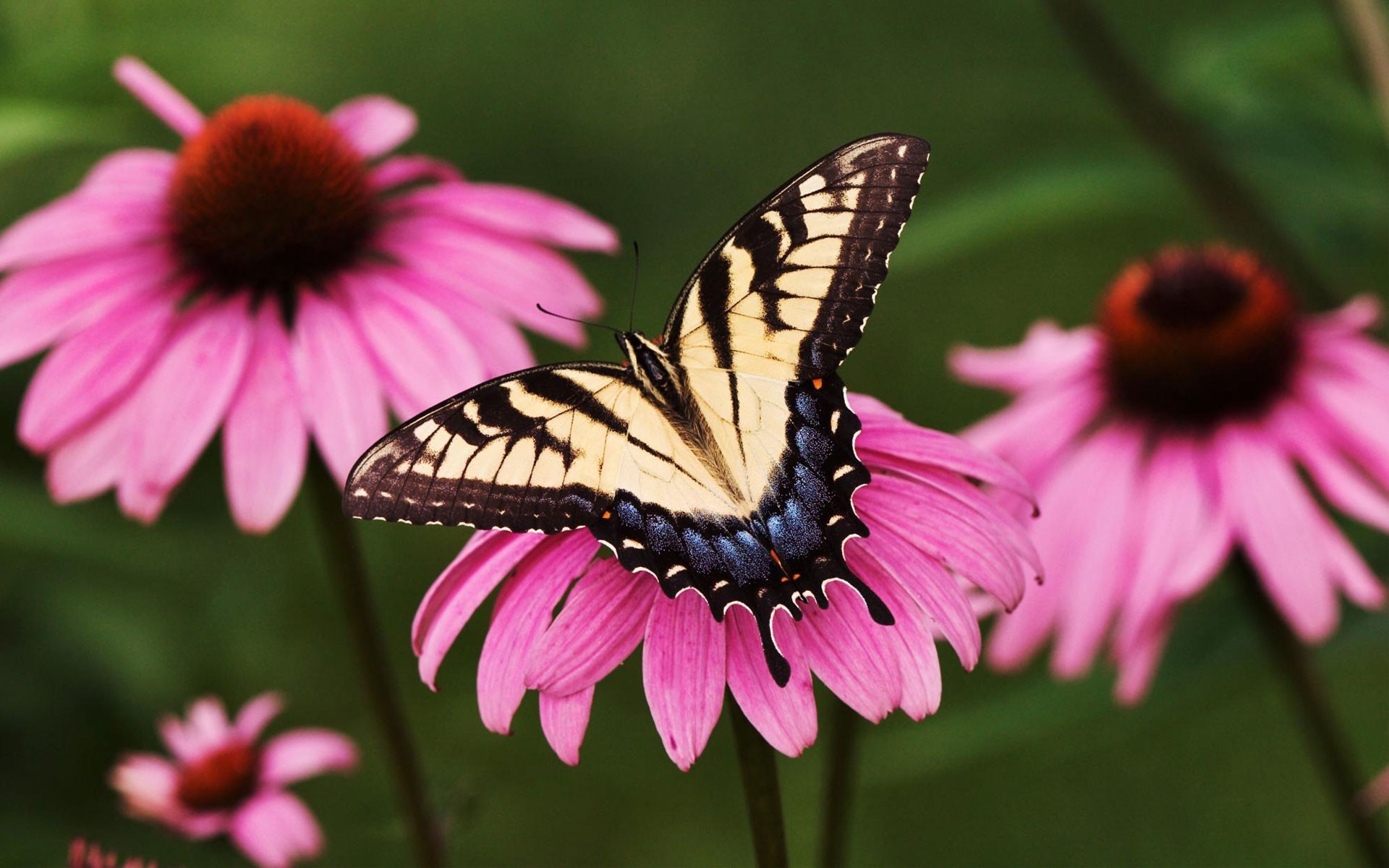 1920x1200 Victorian walls tiger purple butterfly camcorders coneflower swallowtail.