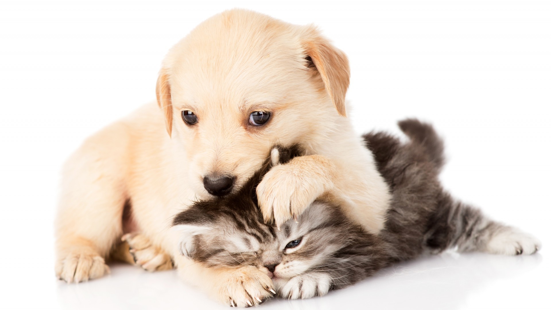 1920x1080 Kitten And Puppy Wallpapers Hd Resolution