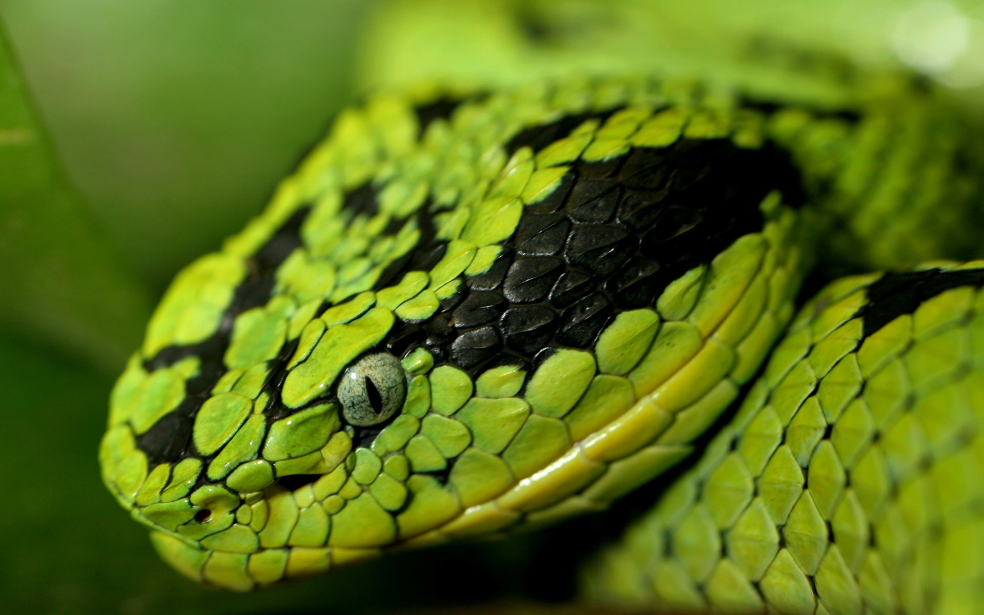 1920x1200 Widescreen Wallpapers: Snake, – download free