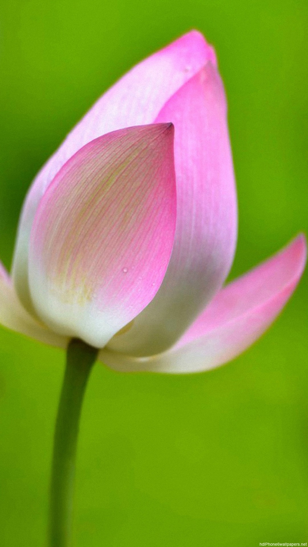 1080x1920  lotus flowers plant macro iPhone 6 wallpapers HD - 6 Plus  backgrounds