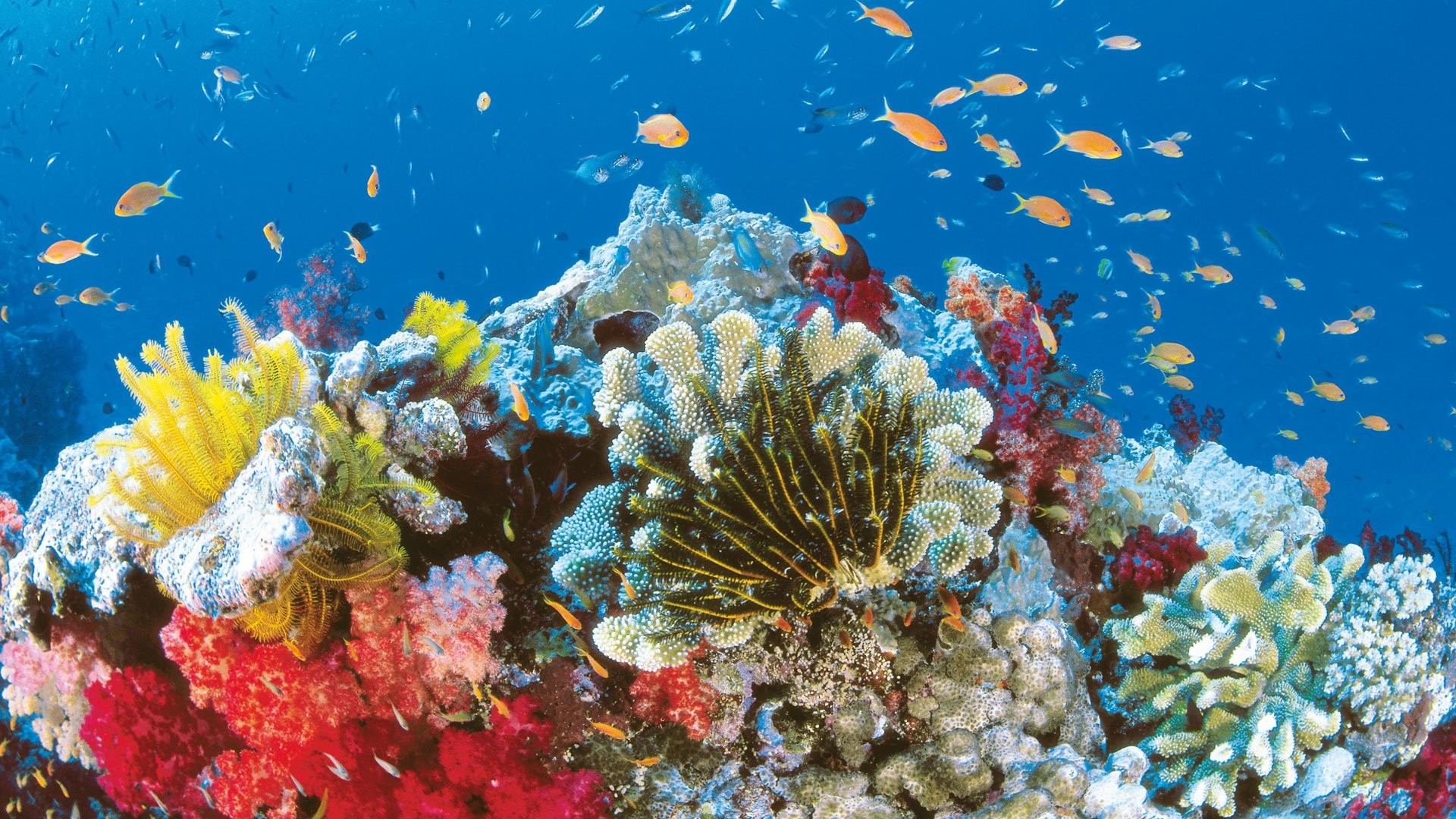 1920x1080 HD Wallpaper | Background ID:426395.  Earth Great Barrier Reef