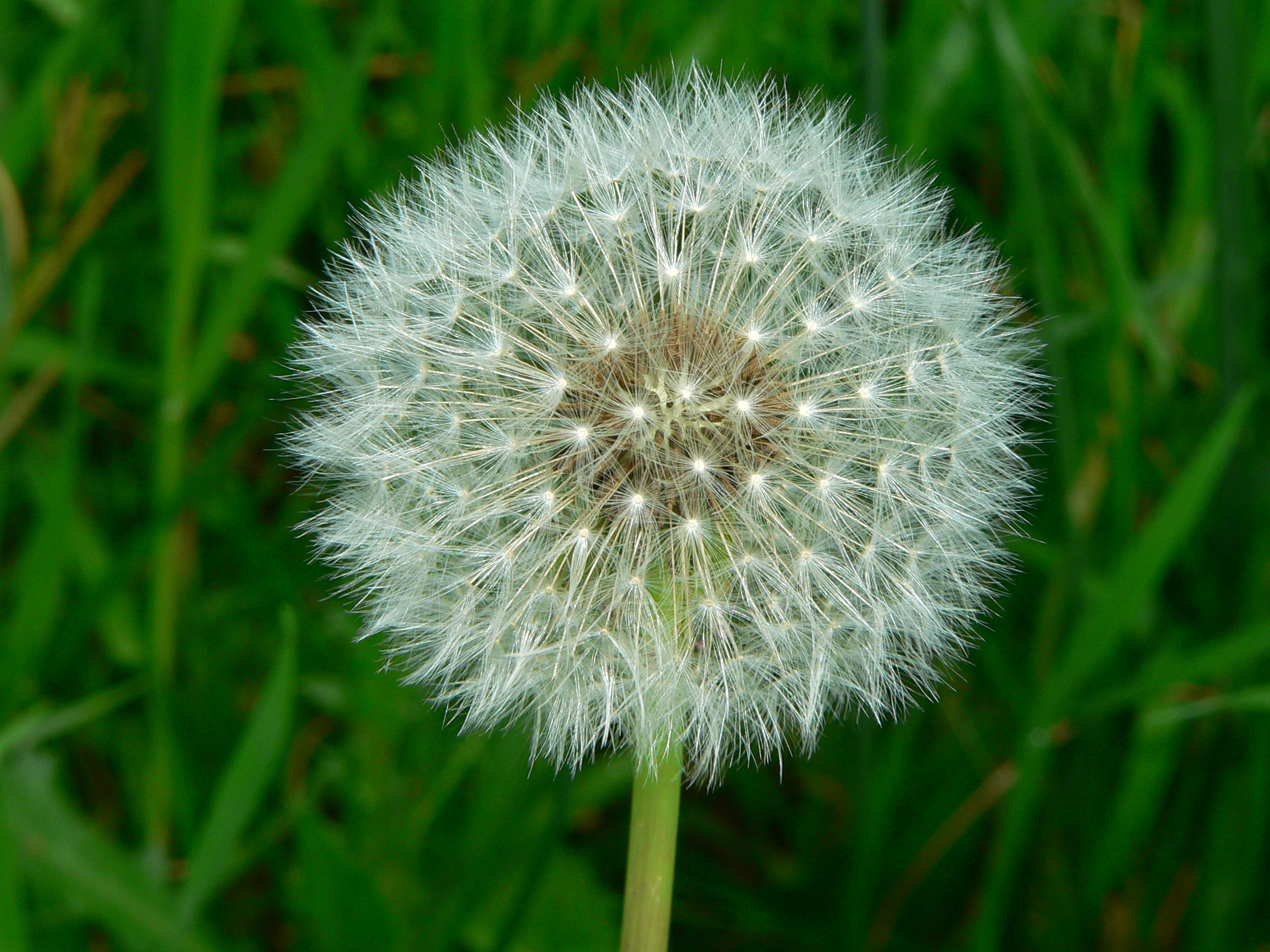 2560x1920 Download Convert View Source. Tagged on : Flower Wallpaper Dandelion ...