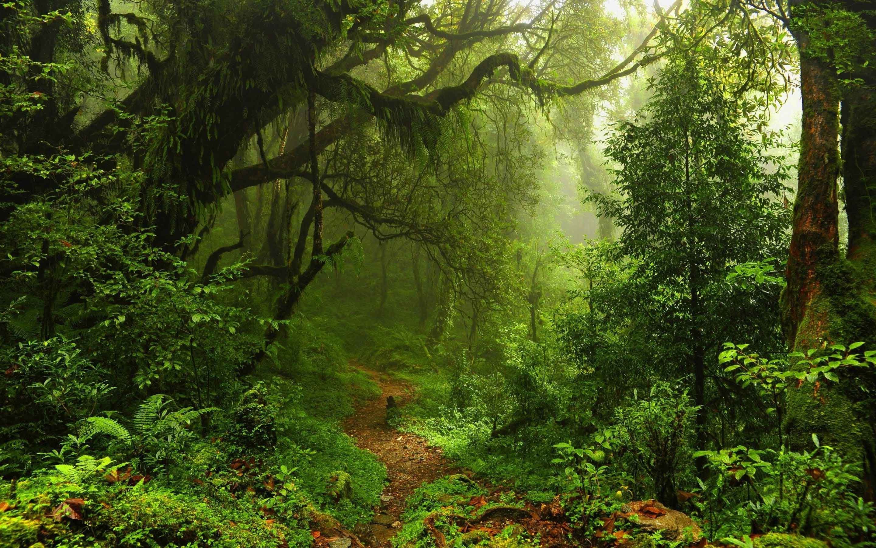 Forest Stones Rainforest Jungle Green Nature Background In The Rain,  Forest, Natural, In The Rain Background Image And Wallpaper for Free  Download