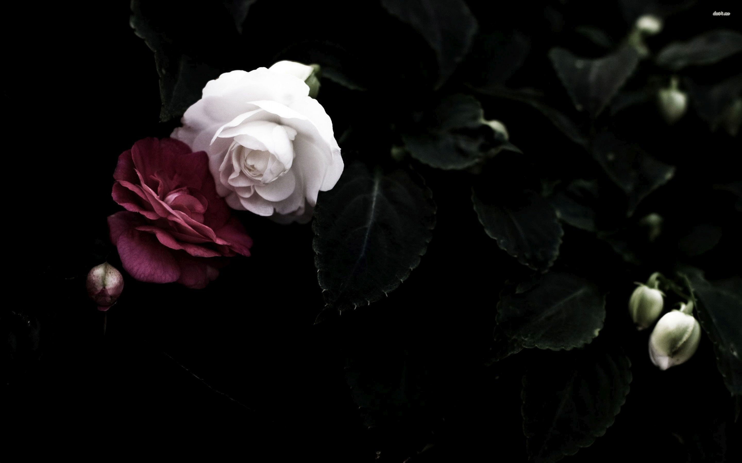 2880x1800 RED AND WHITE ROSES WALLPAPER. Download