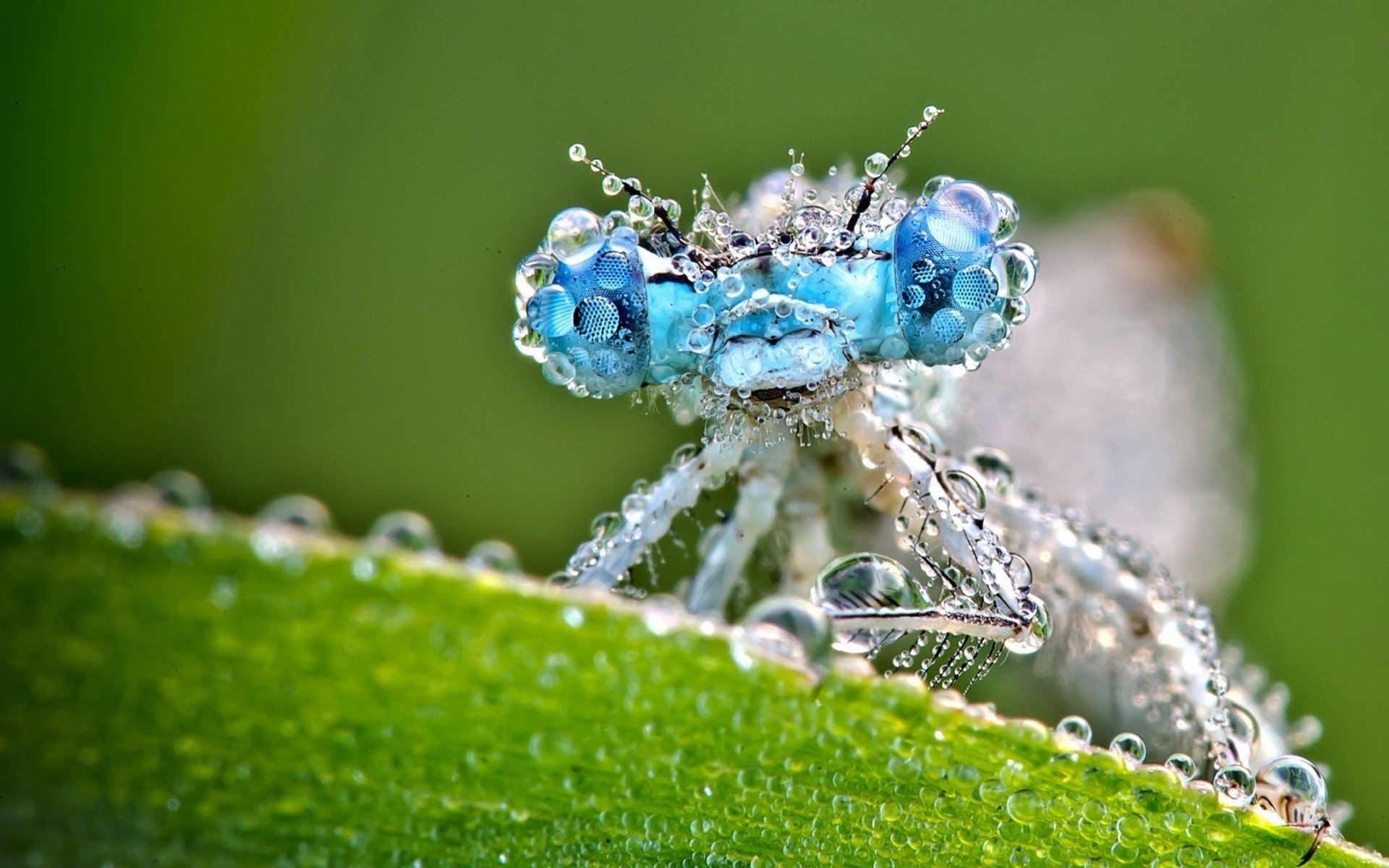 1920x1200 Animals insects macro dragonflies wallpaper