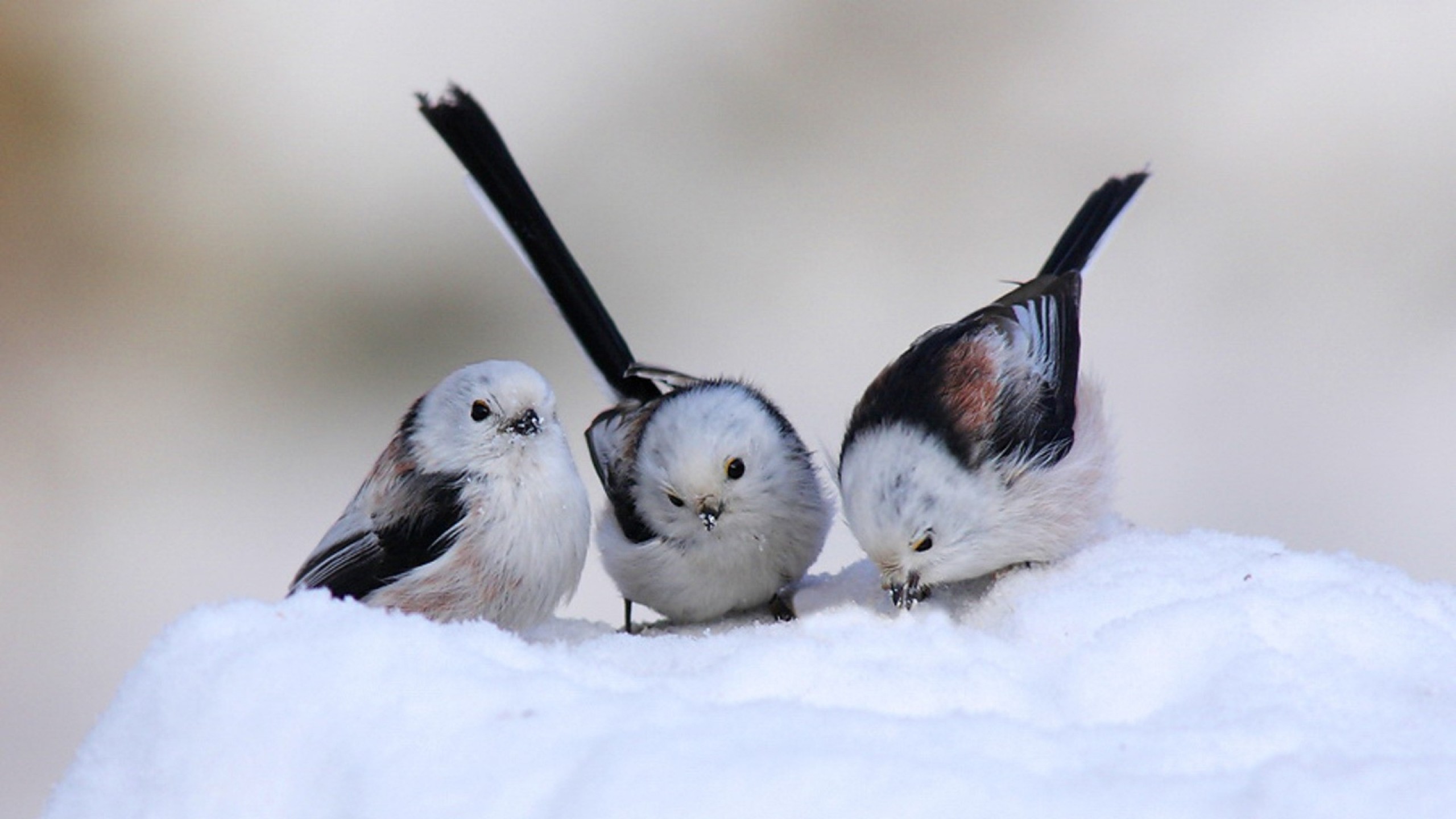 2560x1440 Cute Birds in Winter | Milad Nasri