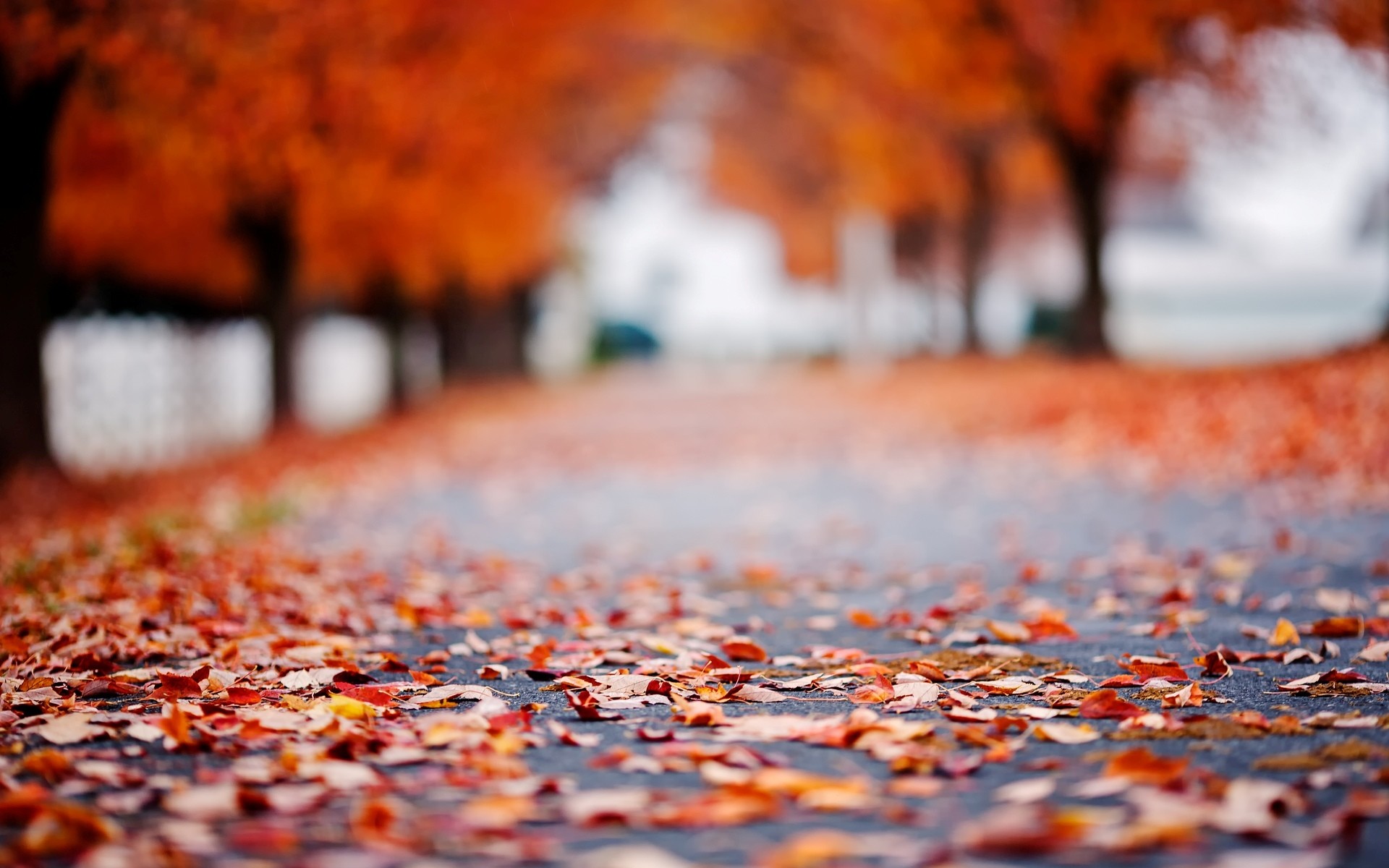 1920x1200 Fall HD Wallpaper | Background Image |  | ID:593234 - Wallpaper  Abyss