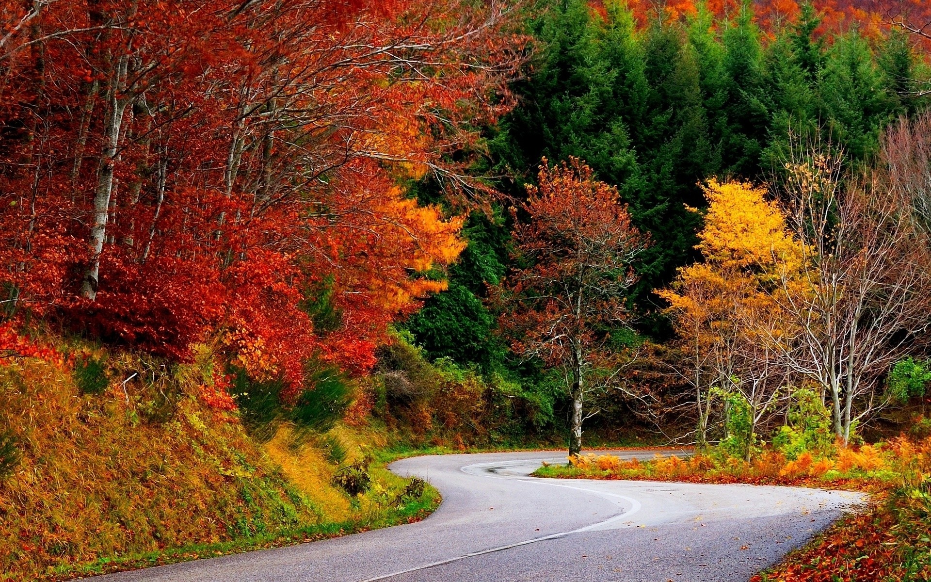 1920x1200 Colorful Autumn Trees & Street wallpapers | Colorful .