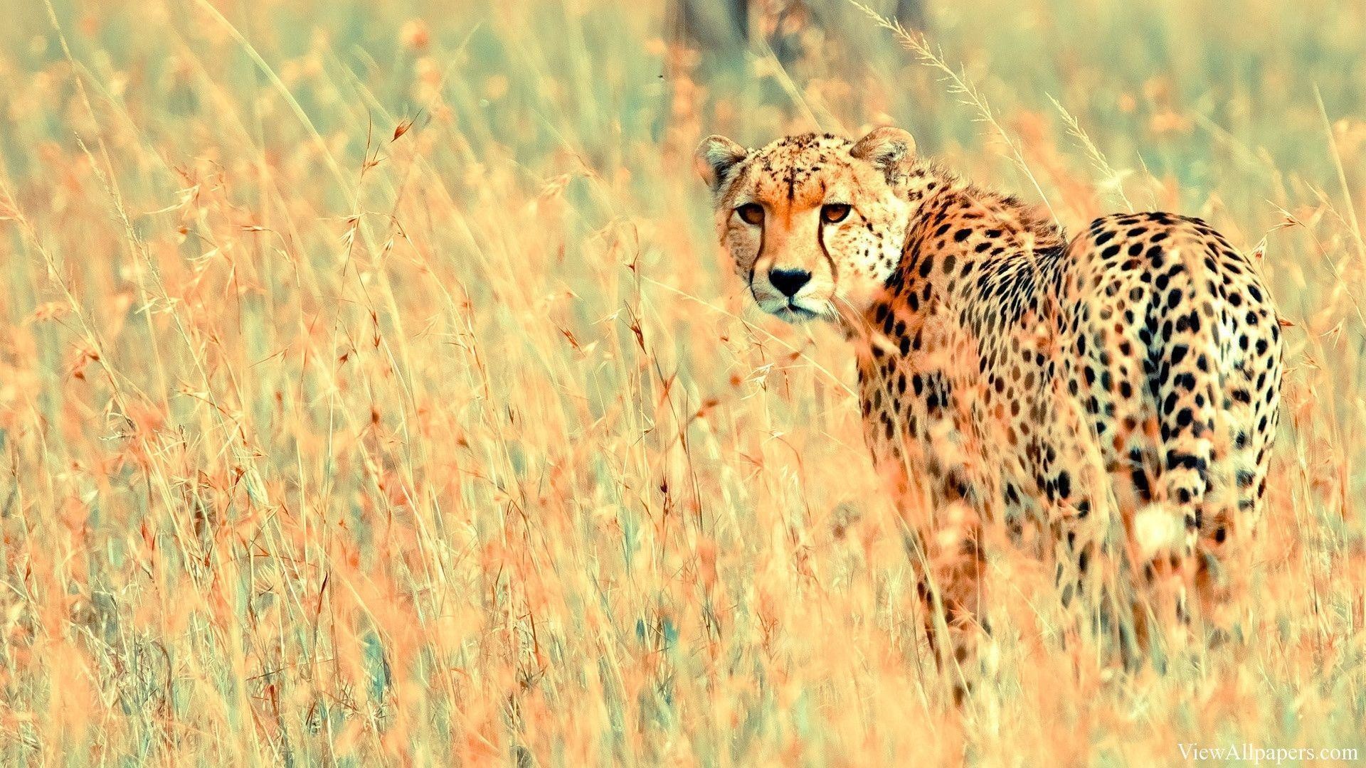 1920x1080 Animal Planet African Cheetah Picture | Animals HD Wallpapers