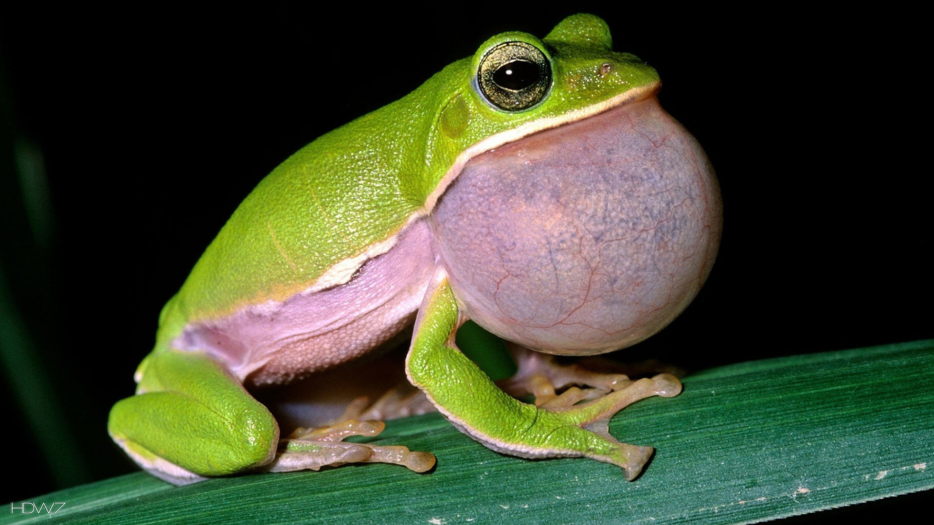 1920x1080 Animal - frog Wallpapers and Backgrounds