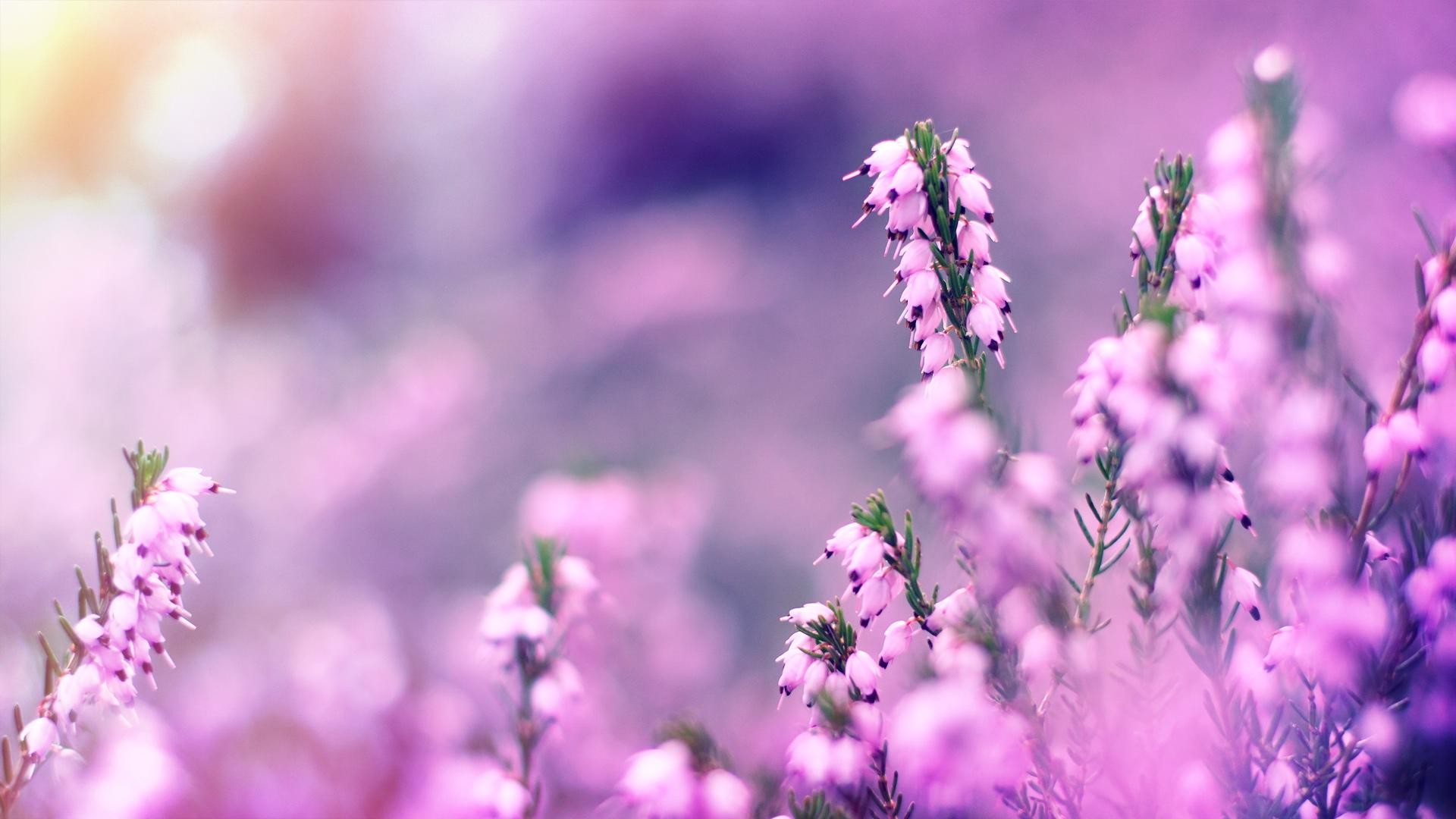 Lavender Flower Wallpaper (75+ images)