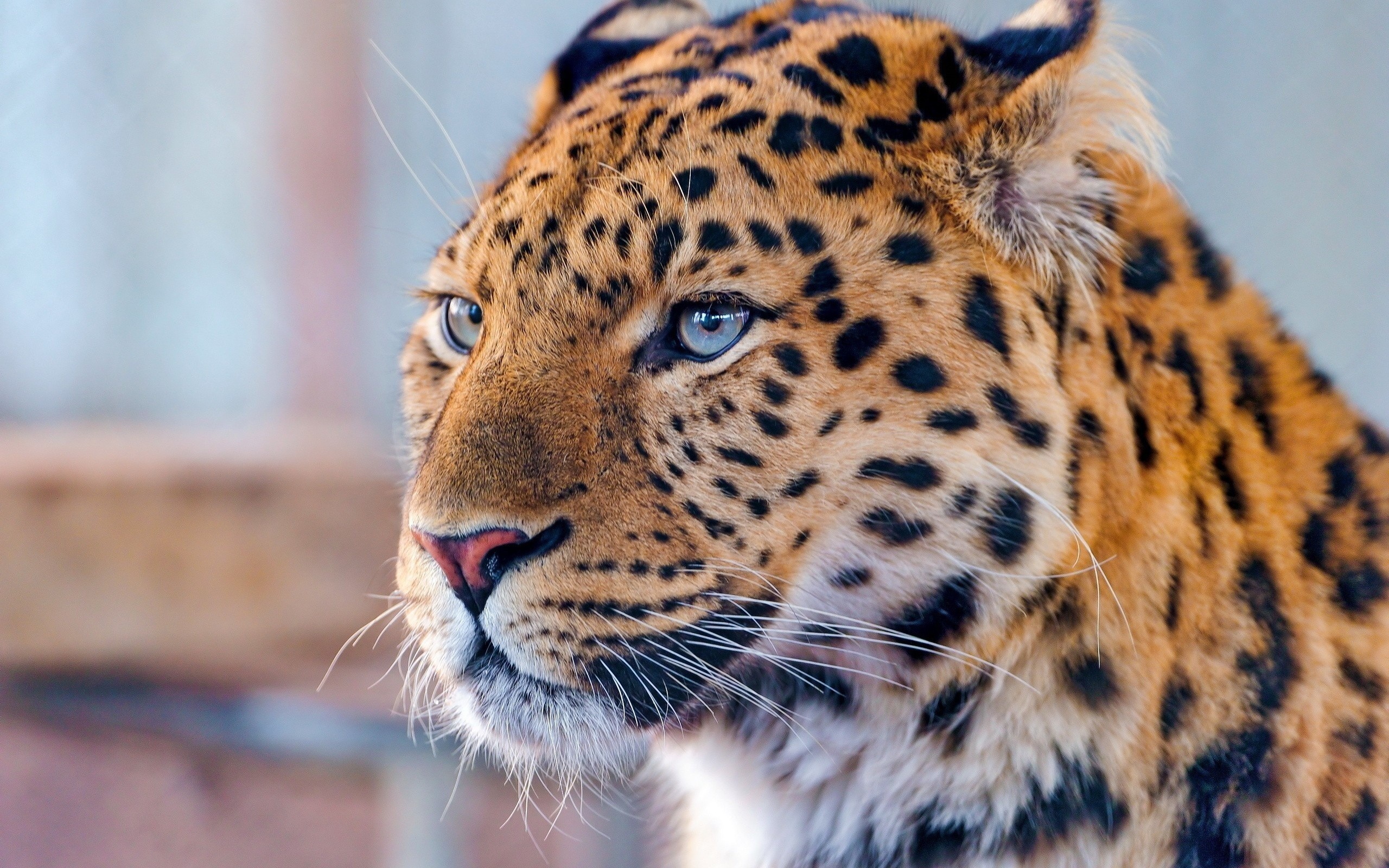 2560x1600 Amur Leopard, Persian Leopard, Indian Leopard, African Leopard, Wildlife  Wallpaper in 