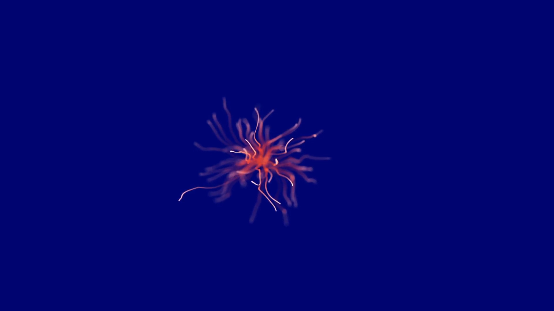 1920x1080 Weird Looking Floating Sea Creature on a Blue Screen Background Motion  Background - Storyblocks Video