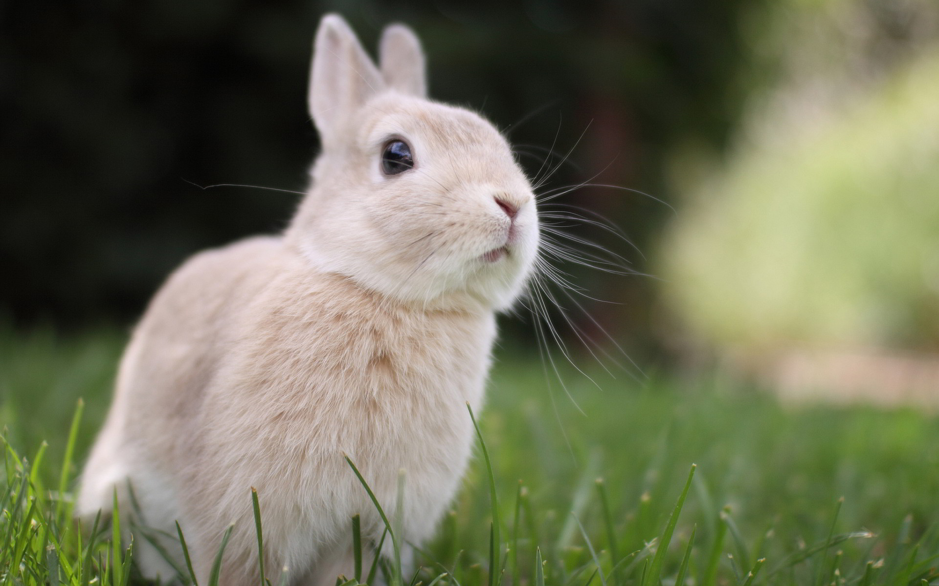 1920x1200 Animals Wallpaper: Cute Bunny Wallpapers Free with HD Desktop