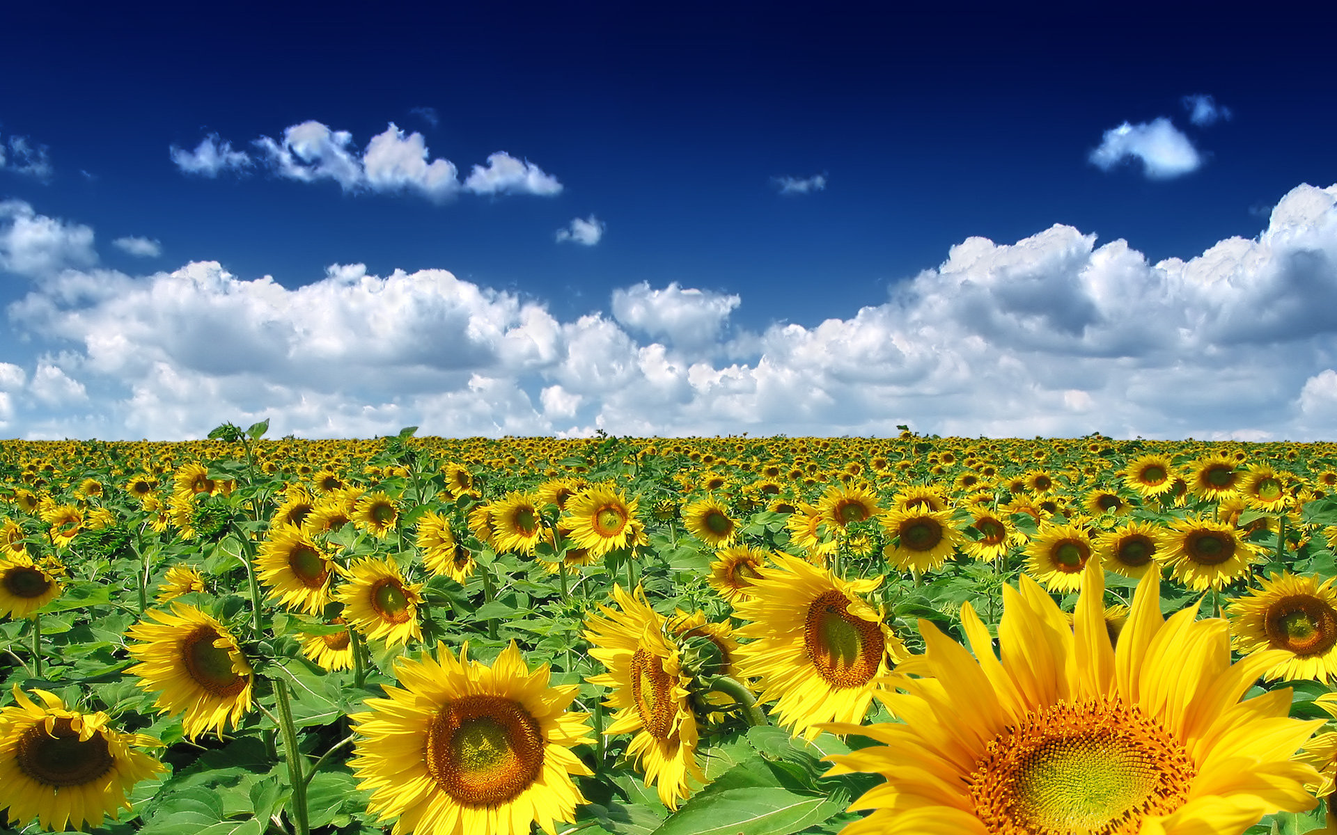 1920x1200 Sunflowers Summer Photo