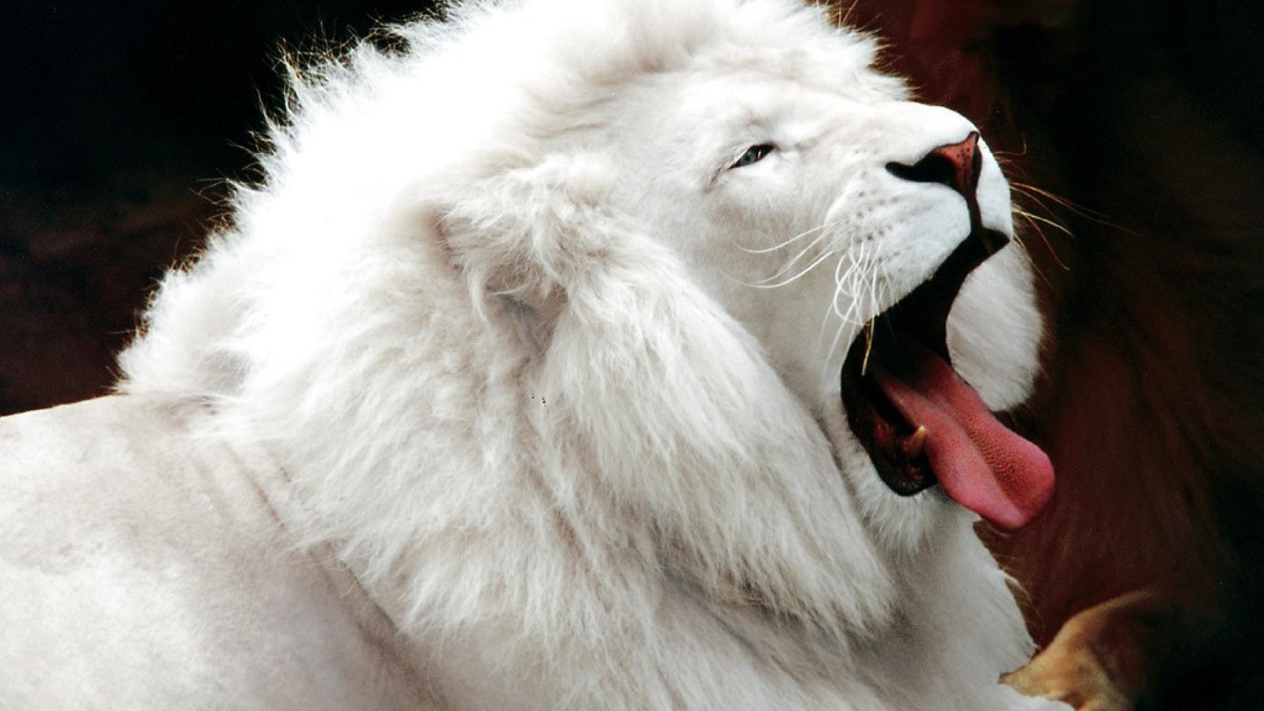 2560x1440 free Animals Lions wallpaper, resolution : 1920 x tags: Animals, Lions,  White, Lions.