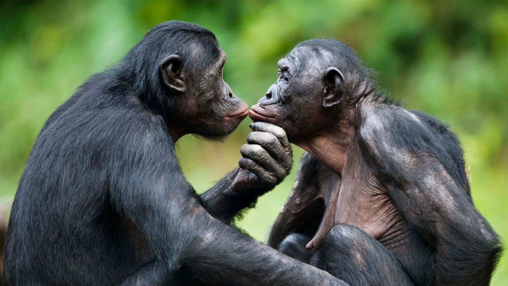 1920x1080 Bonobo Apes Animal Love Wallpaper HD Of Chimpanzees