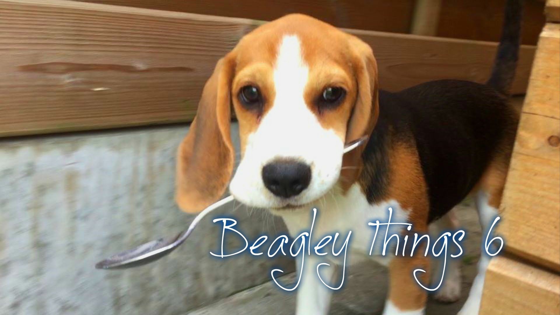1920x1080 Funny "Beagley" Things! Why You Should Get A Beagle Dog. Episode #6